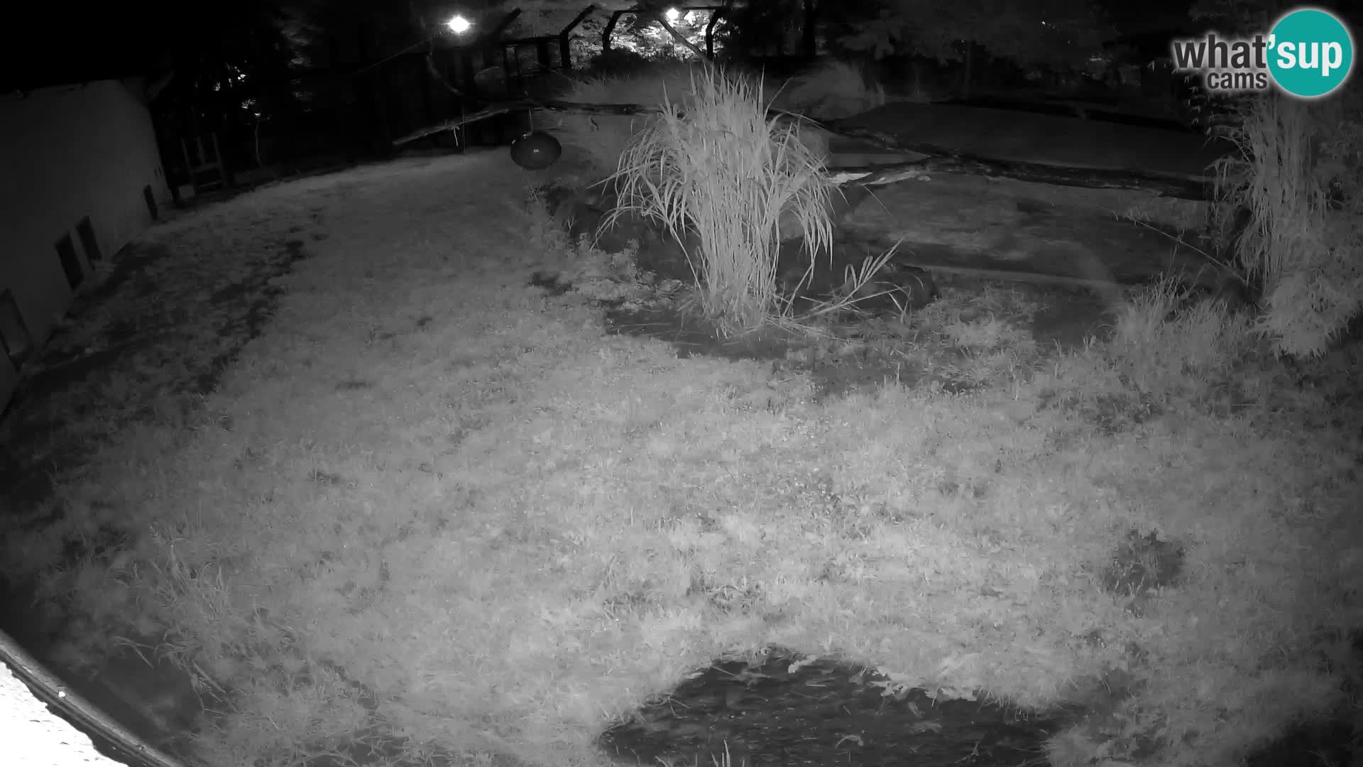 LION live Webcam in Ljubljana Zoo – Slovenia