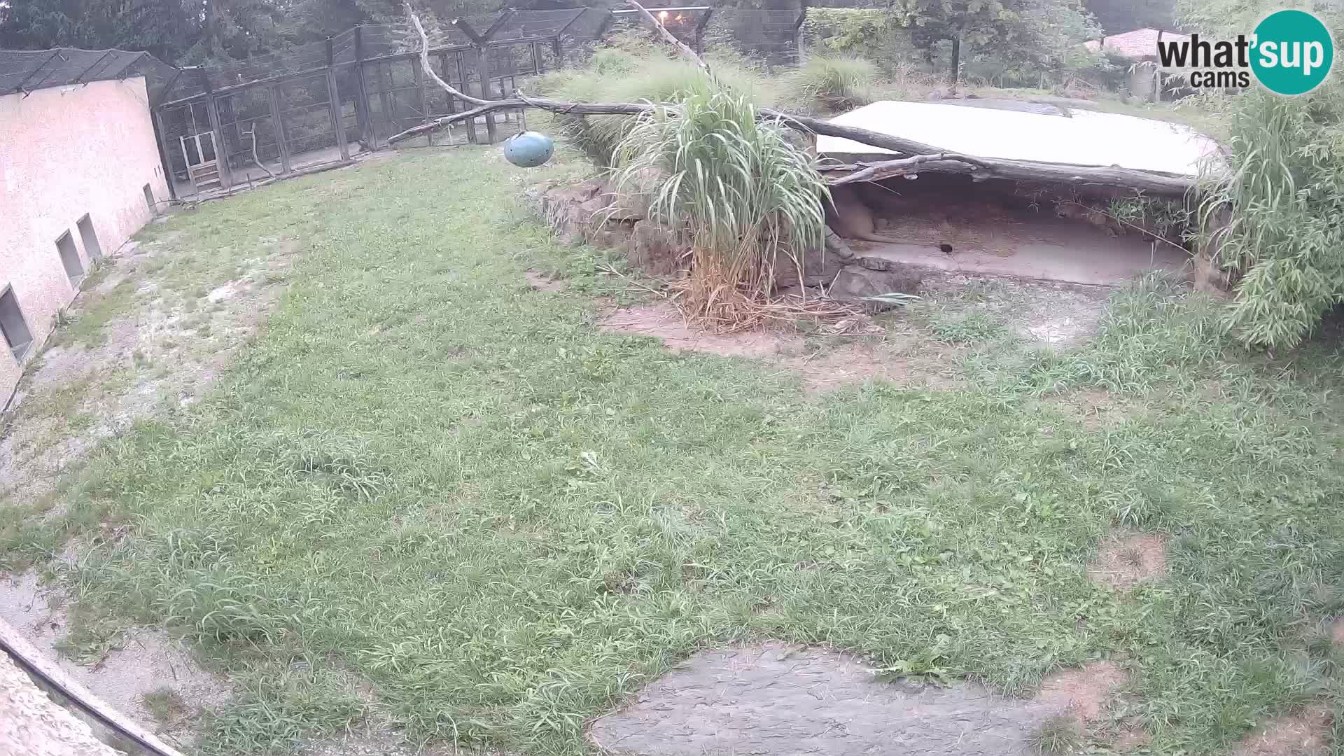 LION live Webcam in Ljubljana Zoo – Slovenia