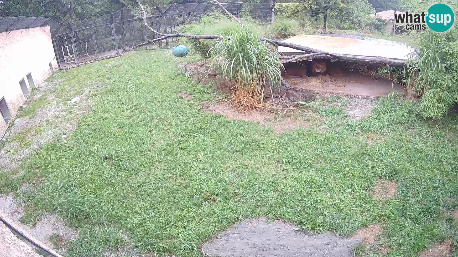 LION live Webcam in Ljubljana Zoo – Slovenia