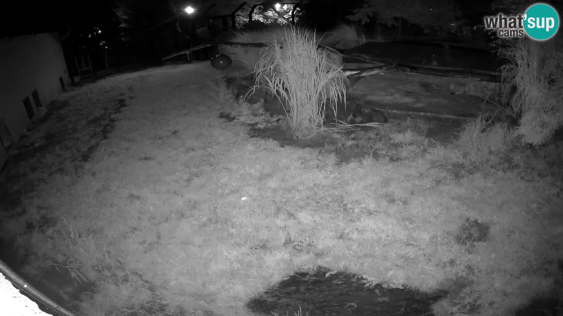 LION live Webcam in Ljubljana Zoo – Slovenia
