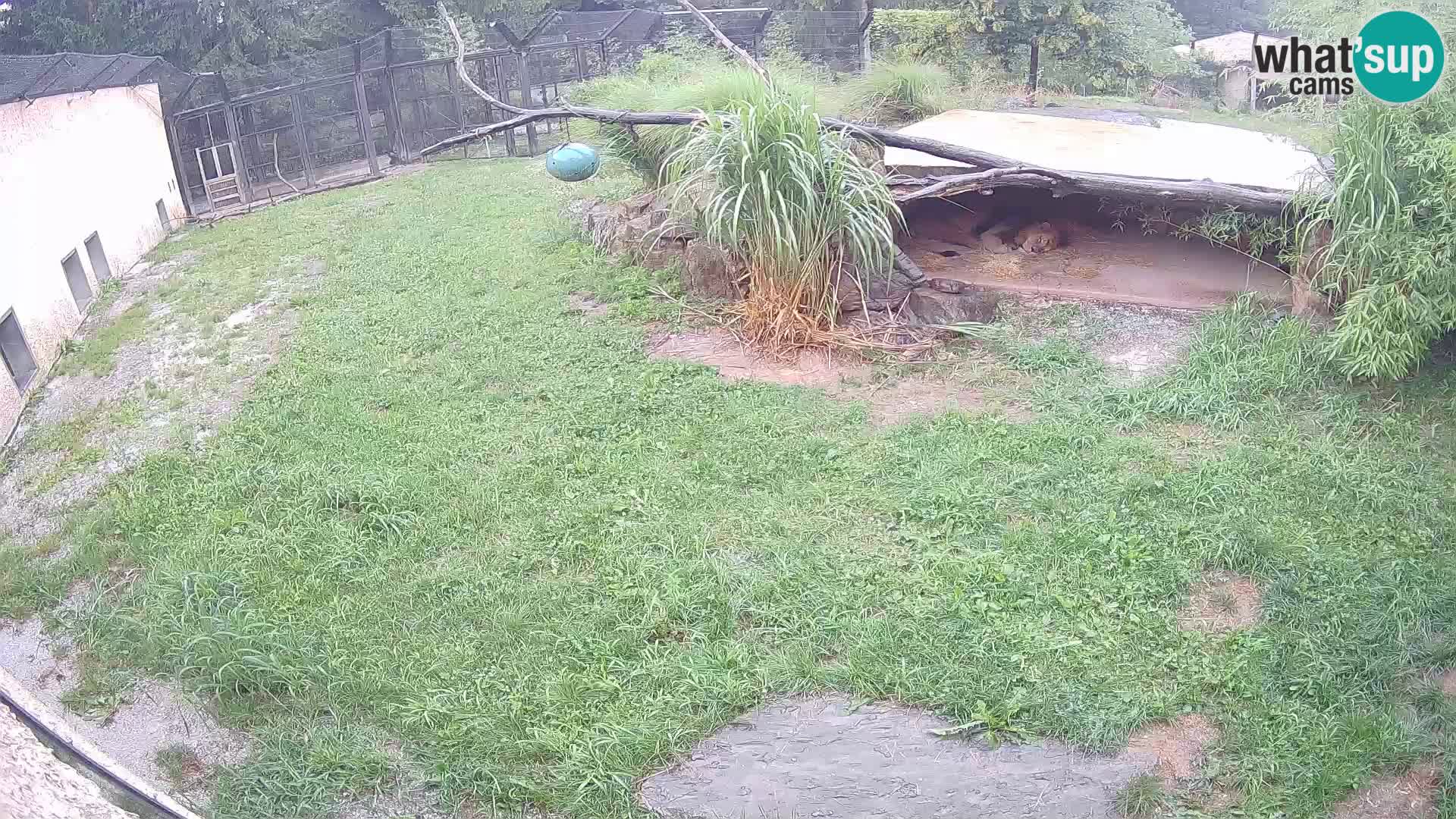LION live Webcam in Ljubljana Zoo – Slovenia
