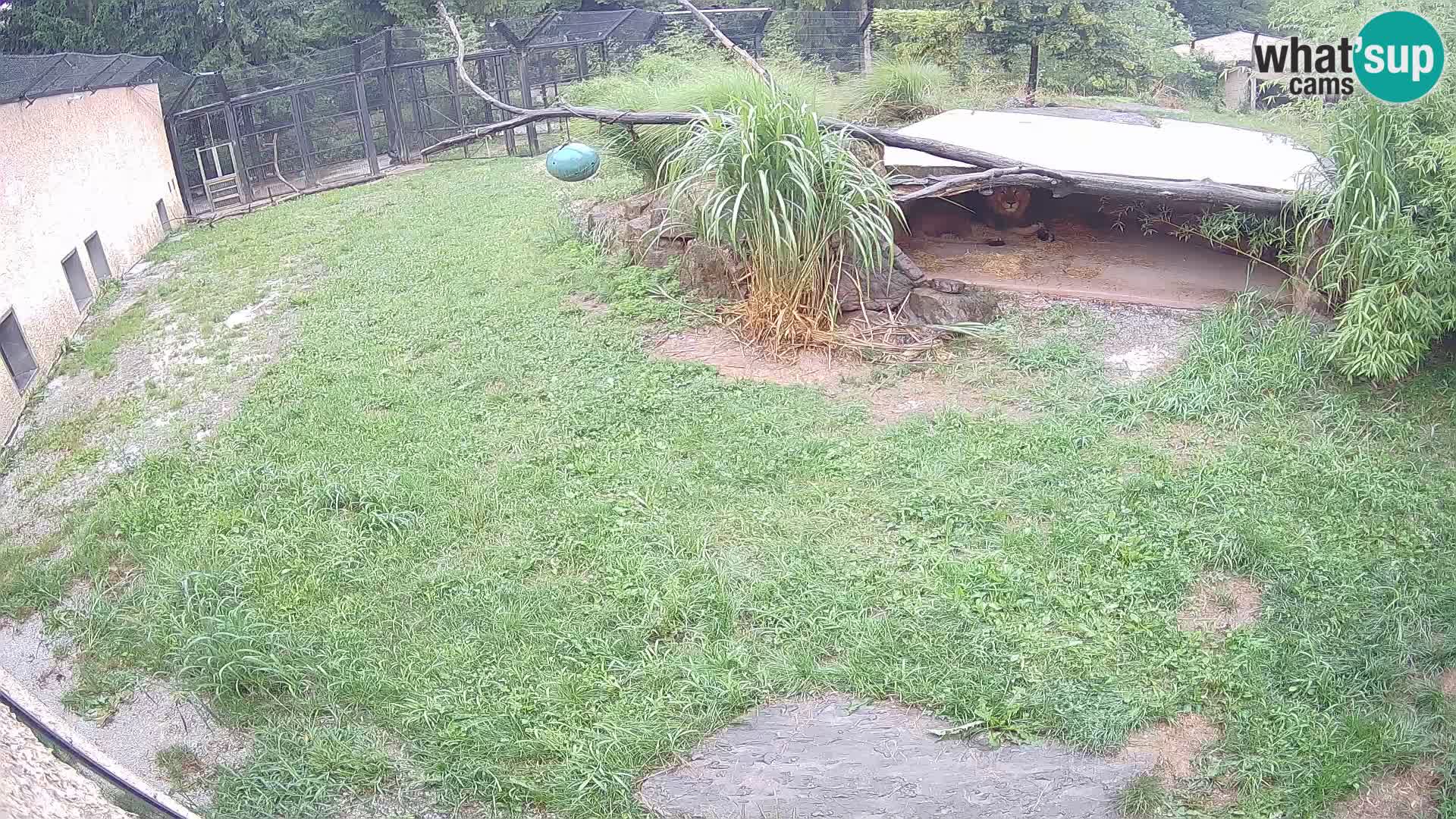 LION live Webcam in Ljubljana Zoo – Slovenia