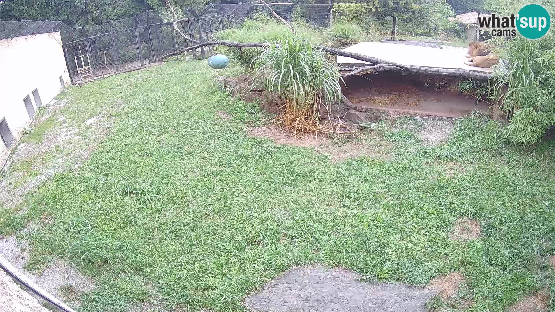 LION live Webcam in Ljubljana Zoo – Slovenia