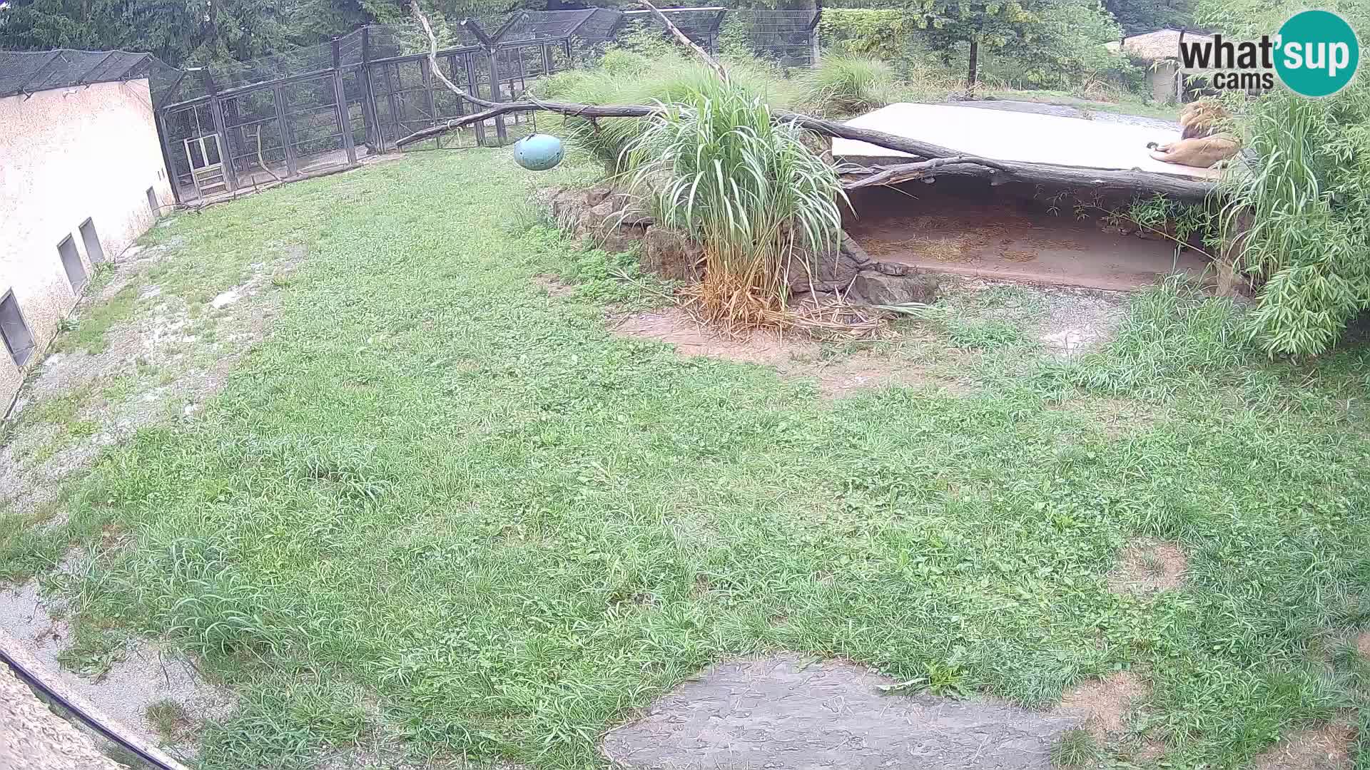 LION live Webcam in Ljubljana Zoo – Slovenia