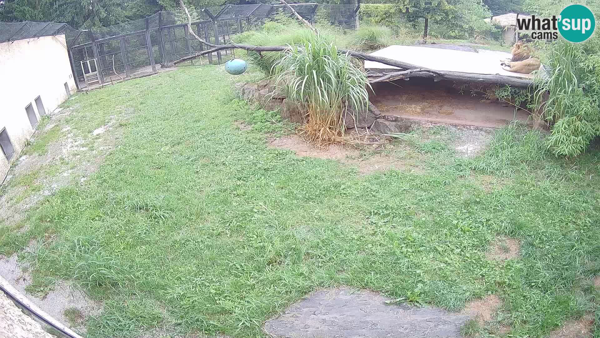 LEONE live Webcam nello zoo di Lubiana – Slovenia