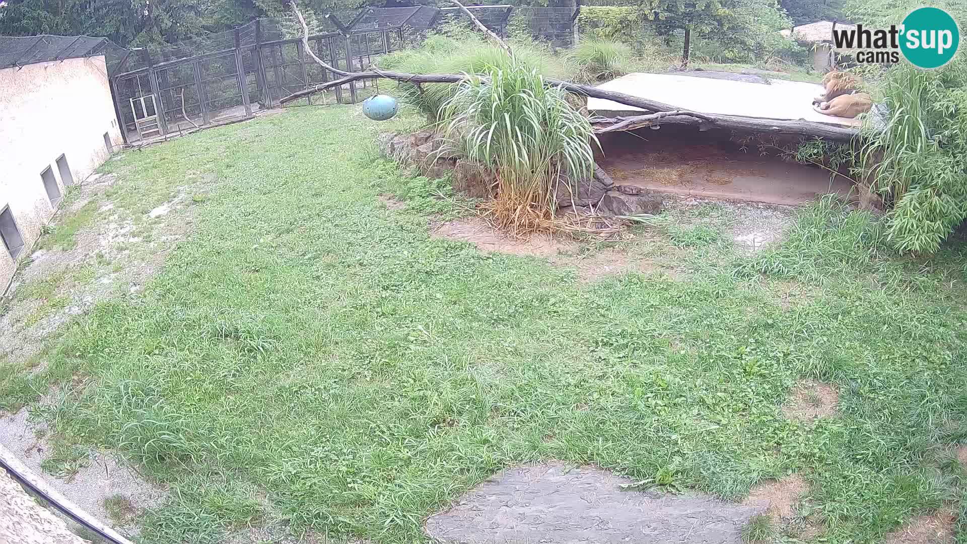 LION live Webcam in Ljubljana Zoo – Slovenia
