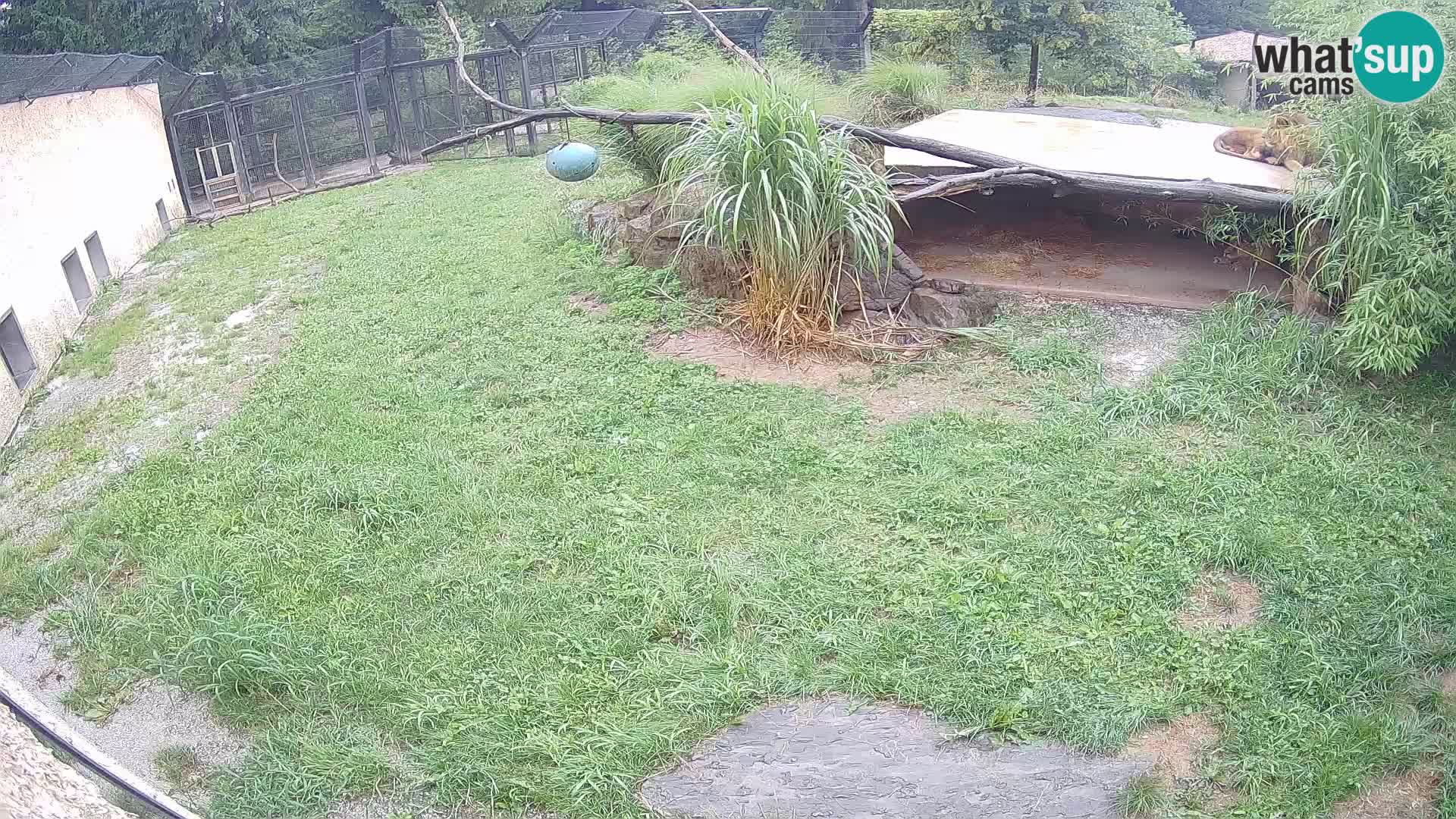 LION live Webcam in Ljubljana Zoo – Slovenia