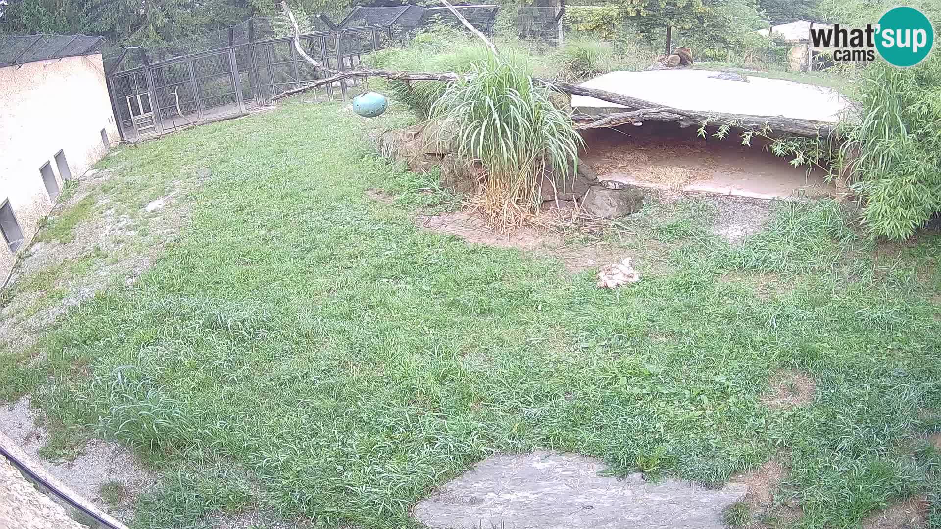LEONE live Webcam nello zoo di Lubiana – Slovenia