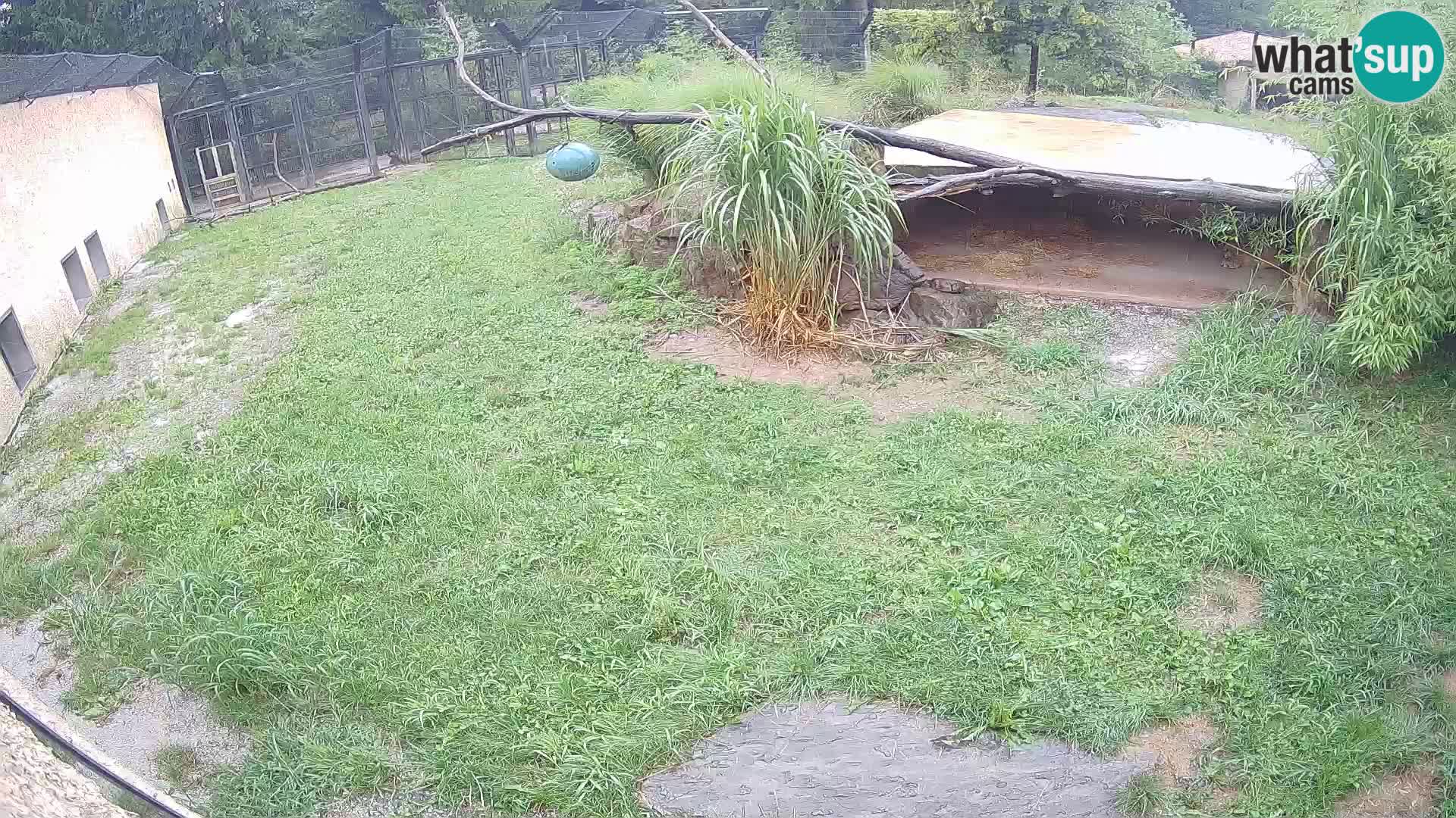 LION live Webcam in Ljubljana Zoo – Slovenia