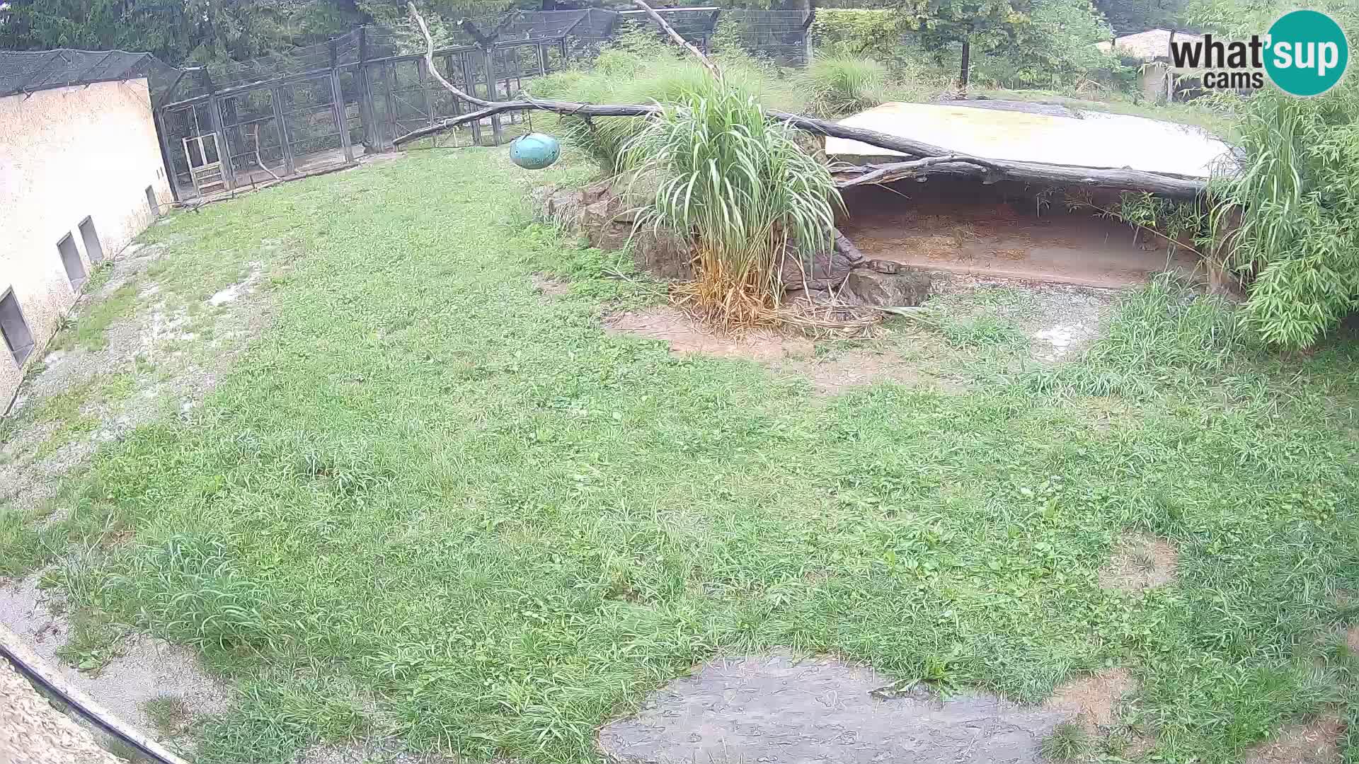 LION live Webcam in Ljubljana Zoo – Slovenia