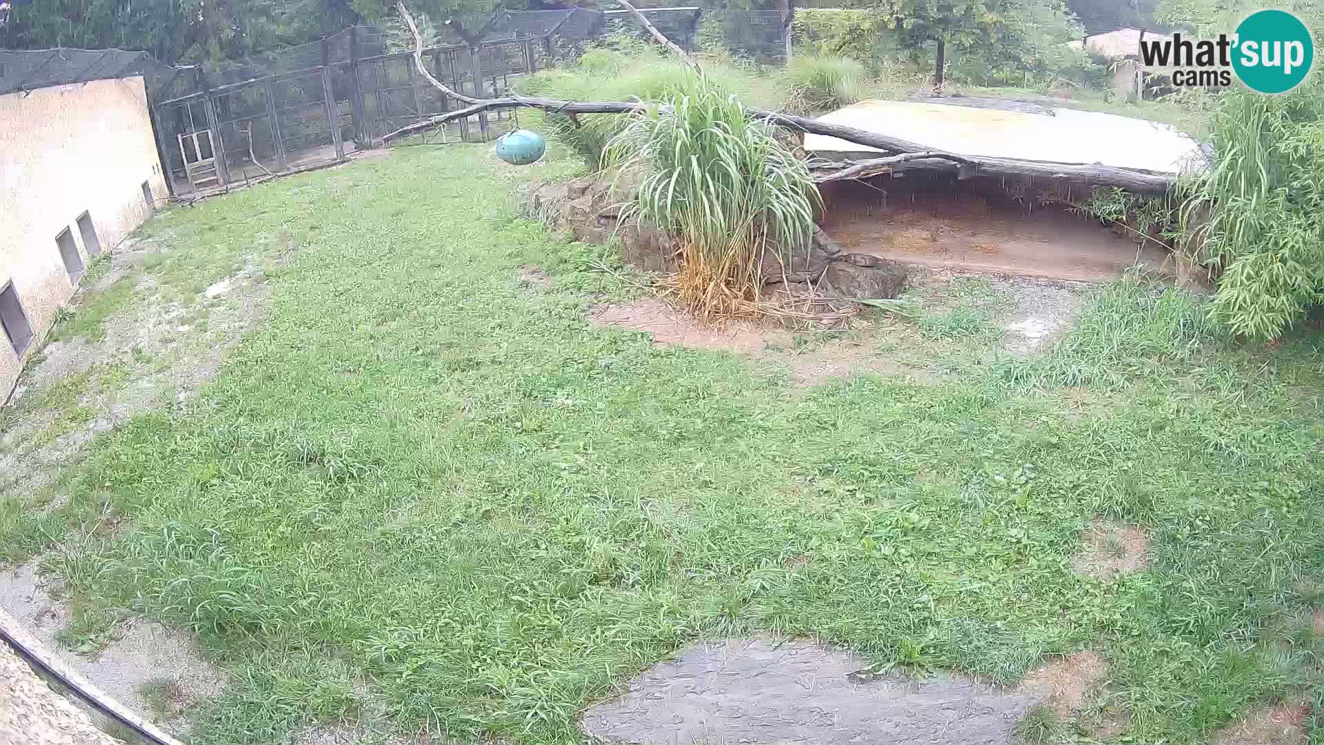 LION live Webcam in Ljubljana Zoo – Slovenia