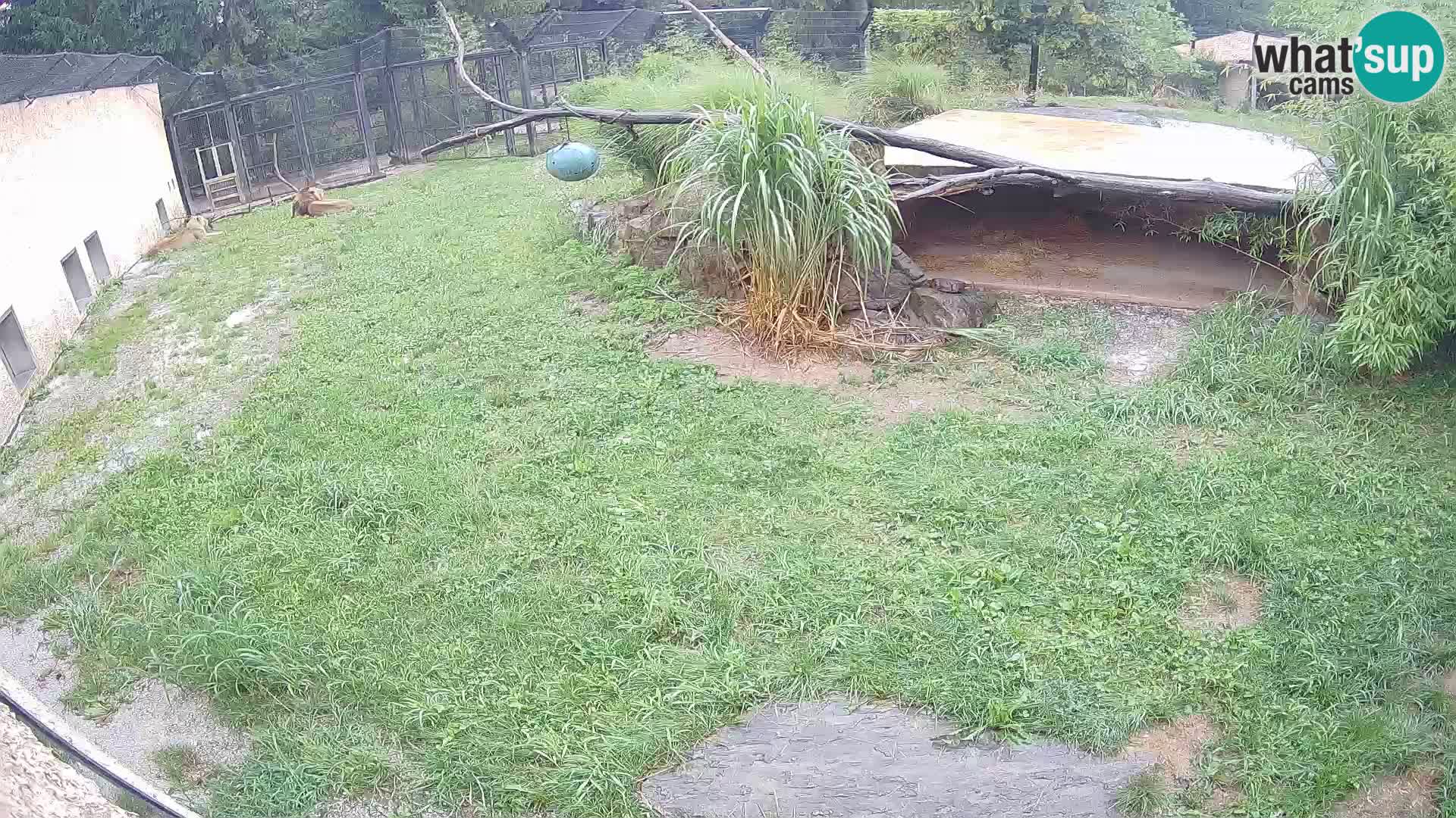 Lavovi web kamera uživo u ljubljanskom zoološkom vrtu – Slovenija