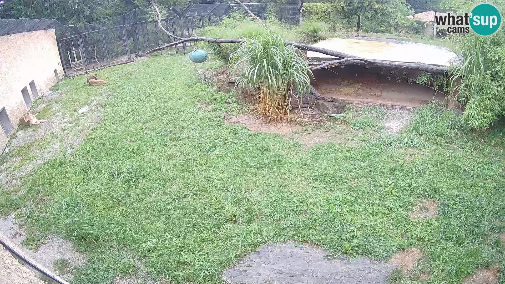 LION live Webcam in Ljubljana Zoo – Slovenia