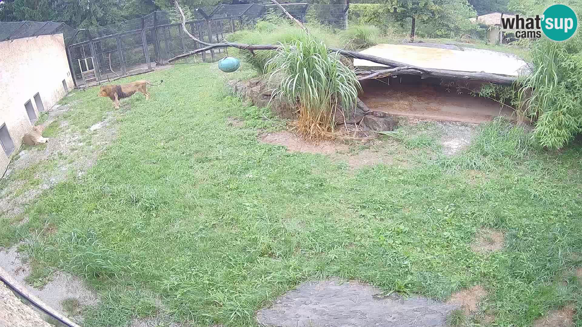 LEONE live Webcam nello zoo di Lubiana – Slovenia