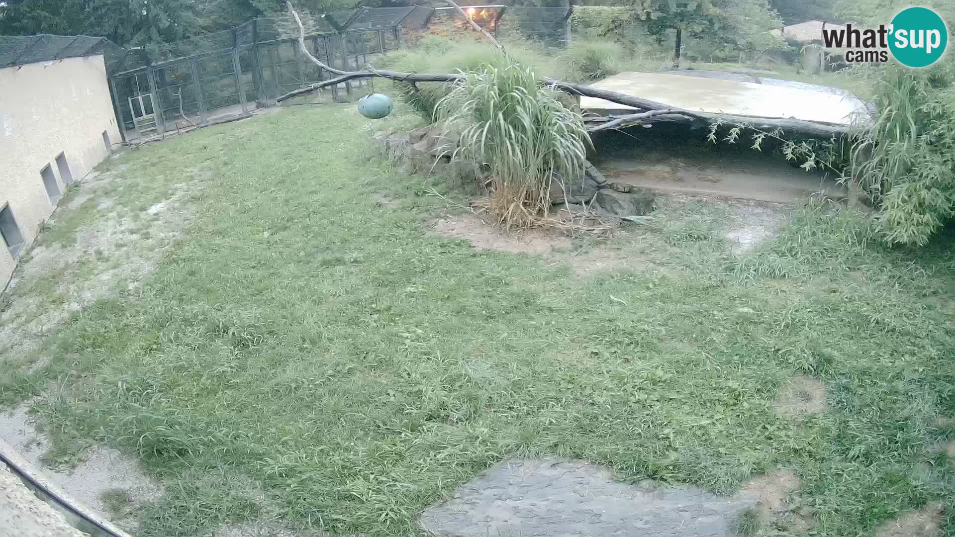 LEONE live Webcam nello zoo di Lubiana – Slovenia