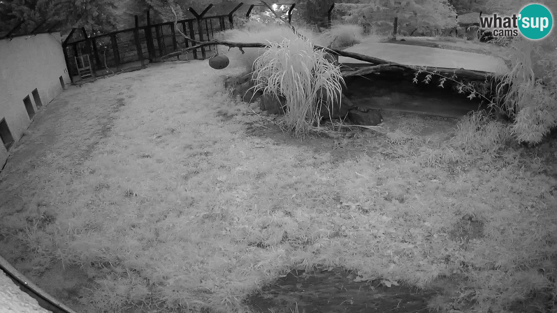 LEONE live Webcam nello zoo di Lubiana – Slovenia