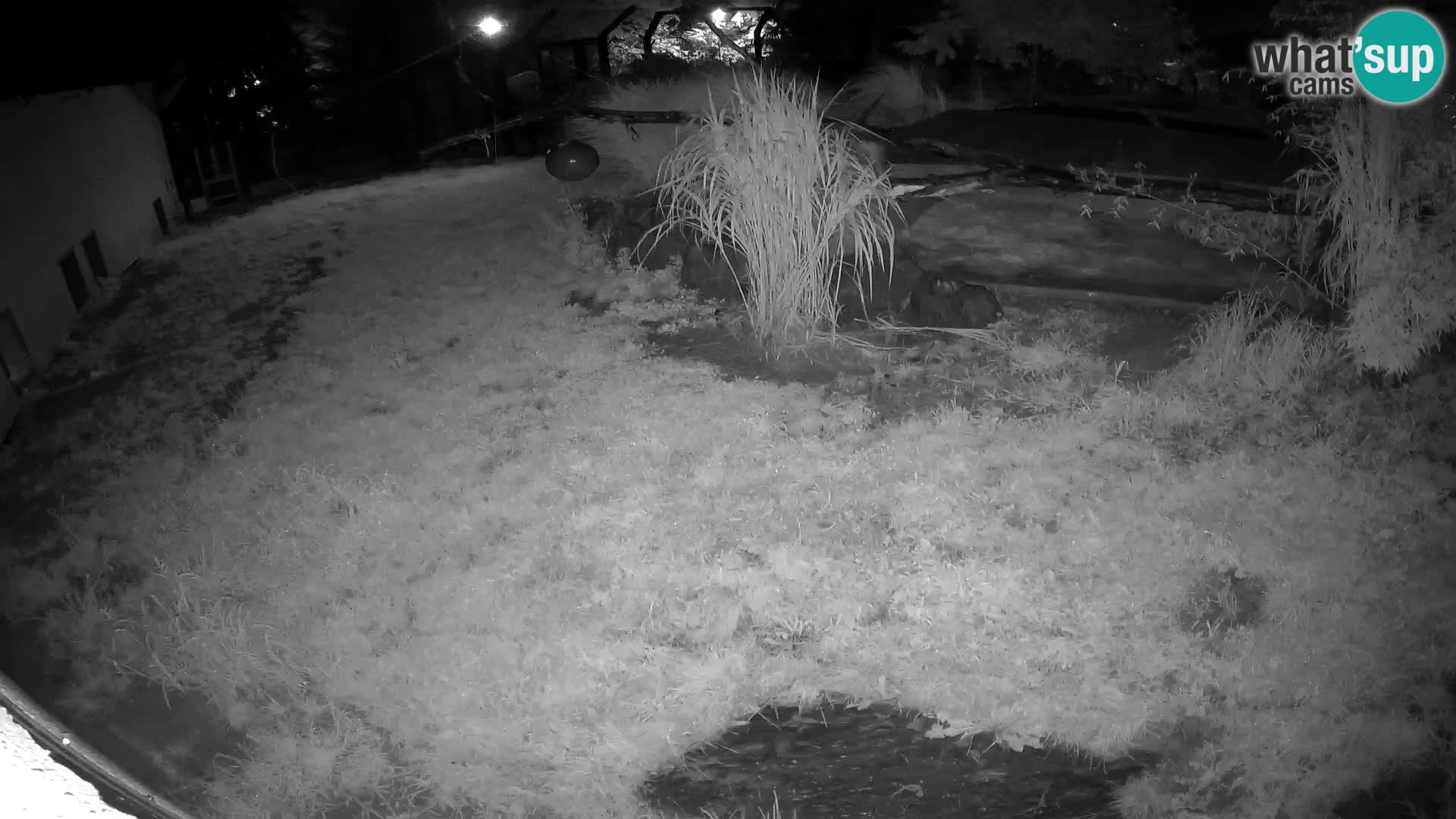 LION live Webcam in Ljubljana Zoo – Slovenia