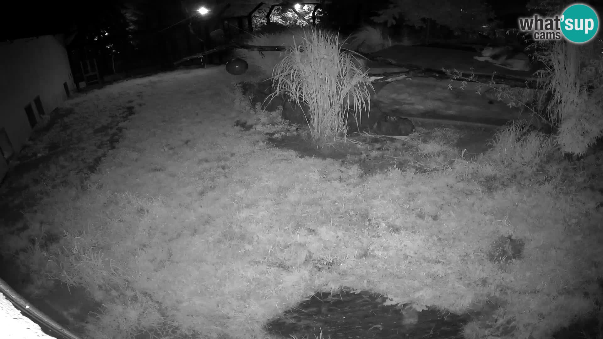 LEONE live Webcam nello zoo di Lubiana – Slovenia