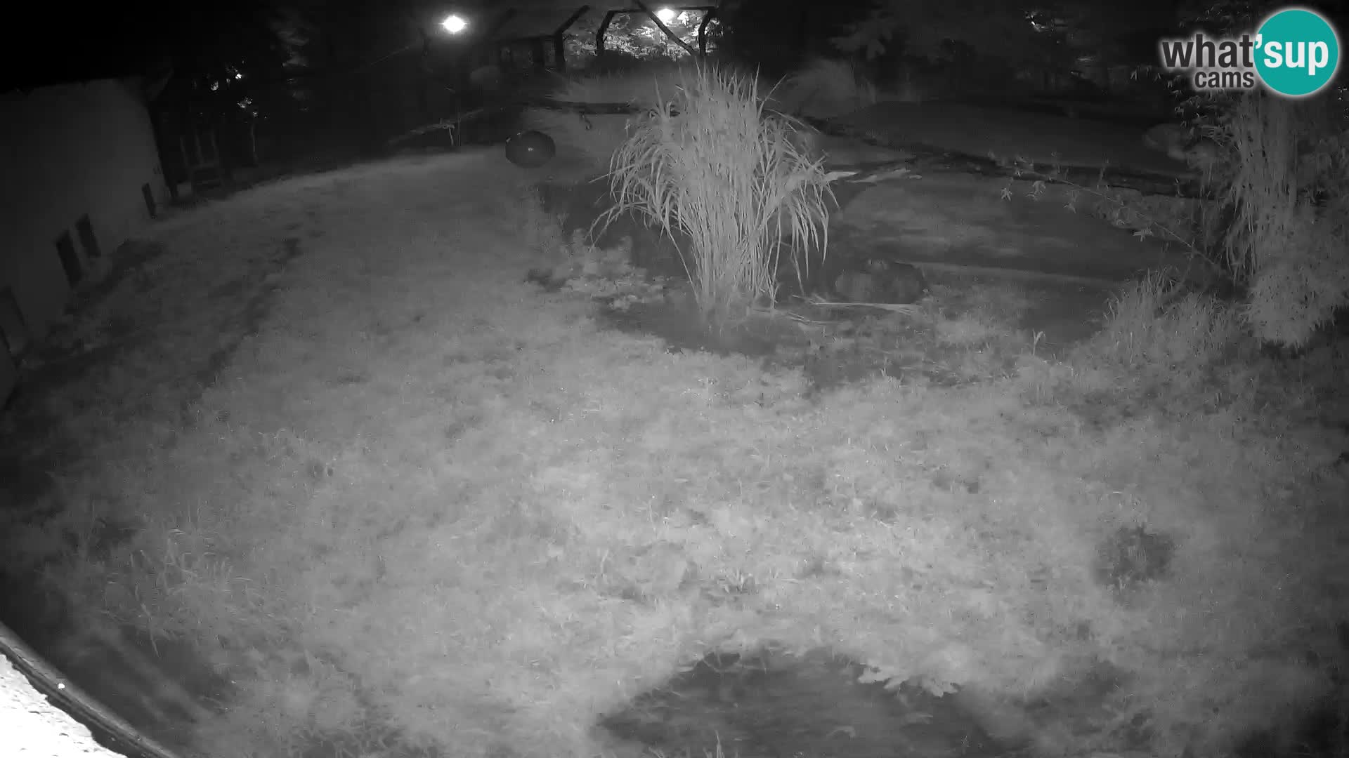 LION live Webcam in Ljubljana Zoo – Slovenia