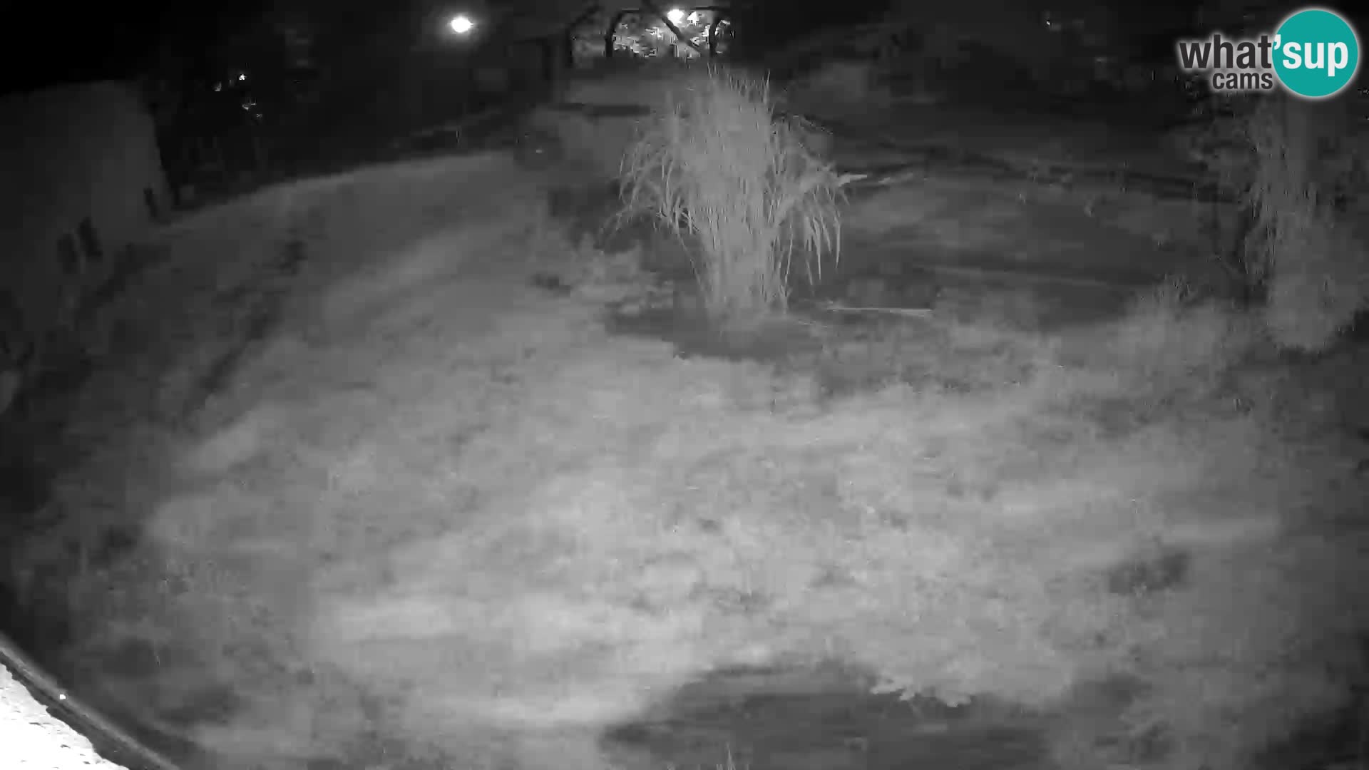 LEONE live Webcam nello zoo di Lubiana – Slovenia