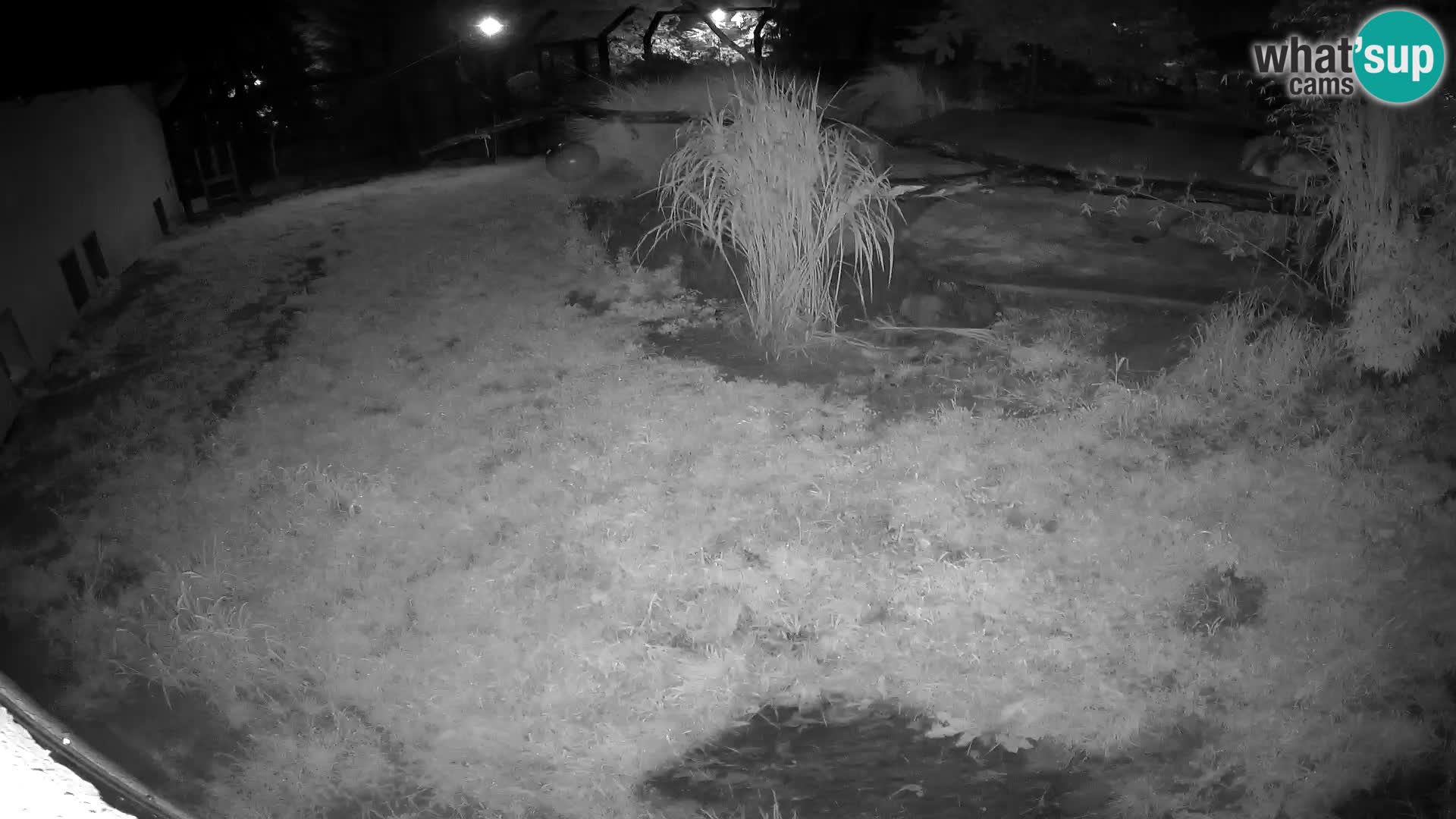 LEONE live Webcam nello zoo di Lubiana – Slovenia