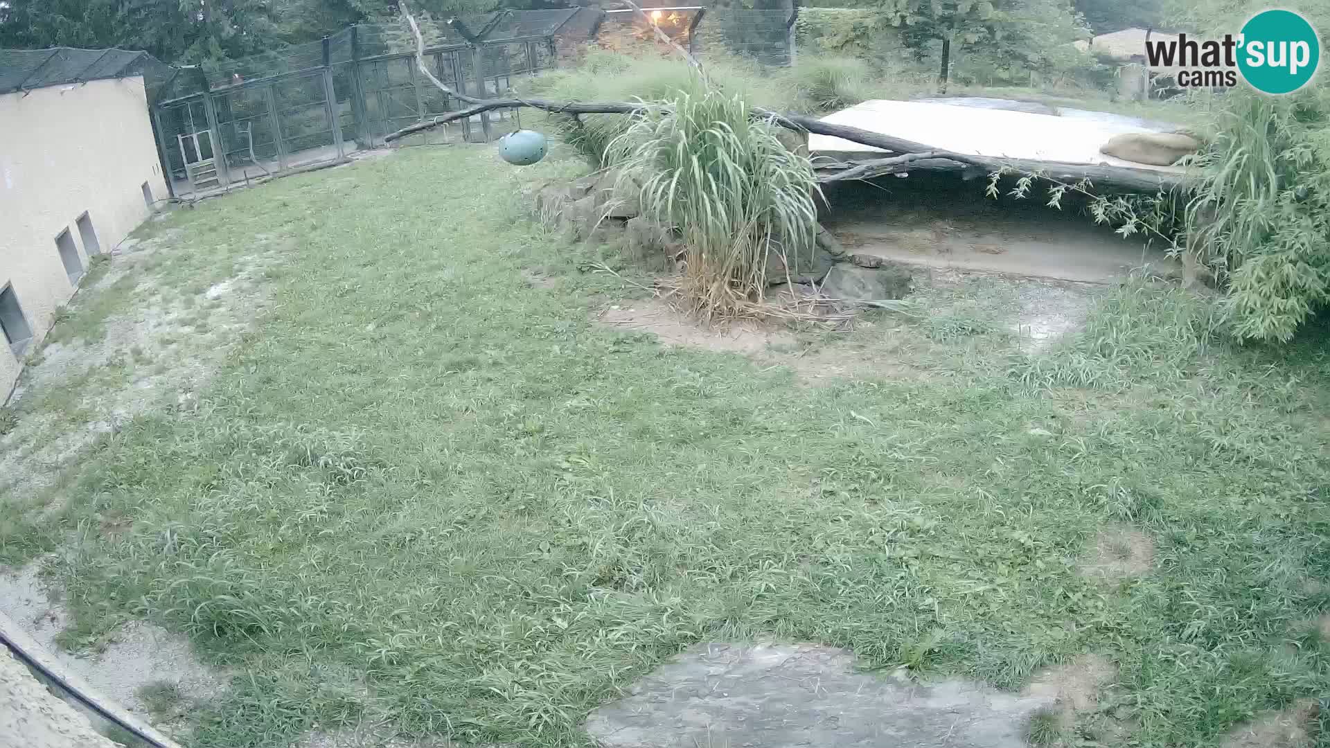 LEONE live Webcam nello zoo di Lubiana – Slovenia