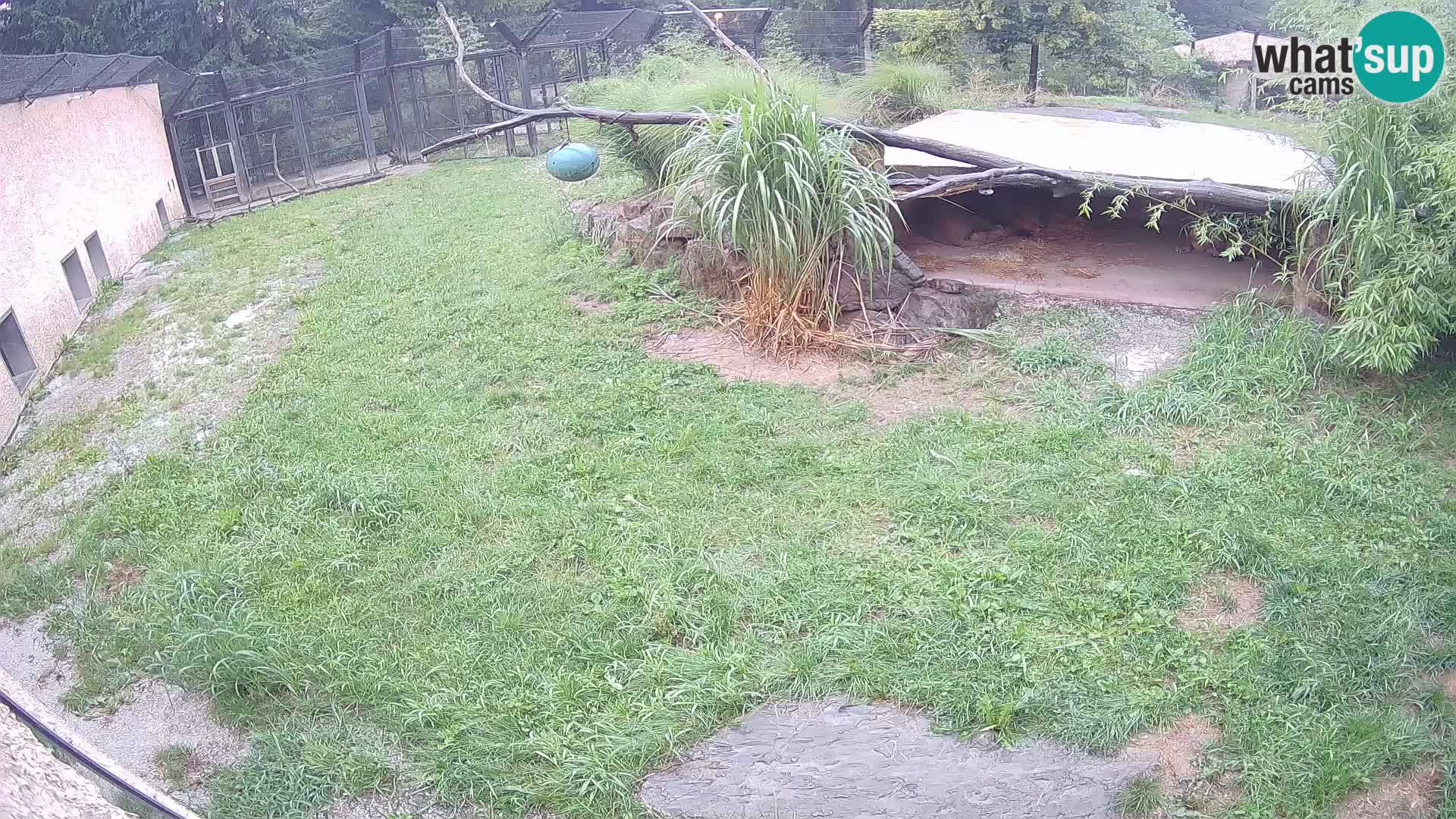LEONE live Webcam nello zoo di Lubiana – Slovenia