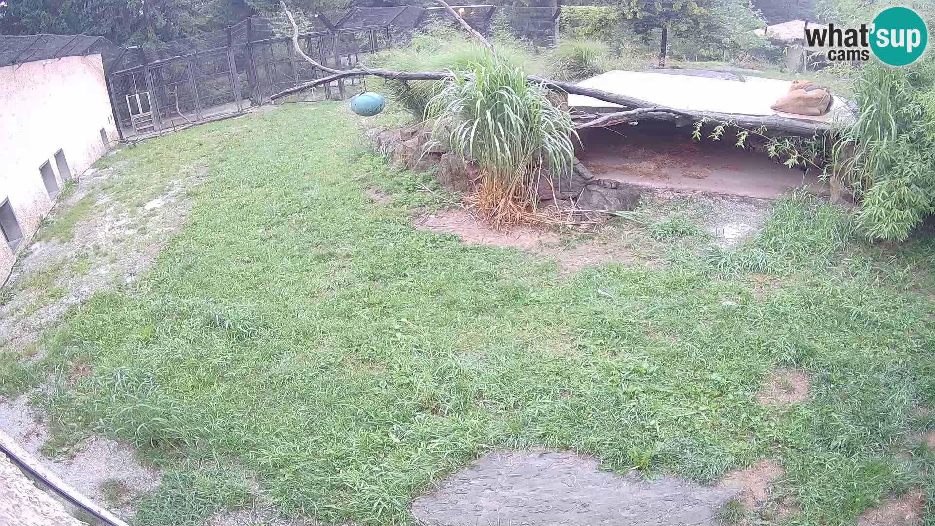 LEVI spletna kamera v živalskem vrtu Ljubljana Zoo