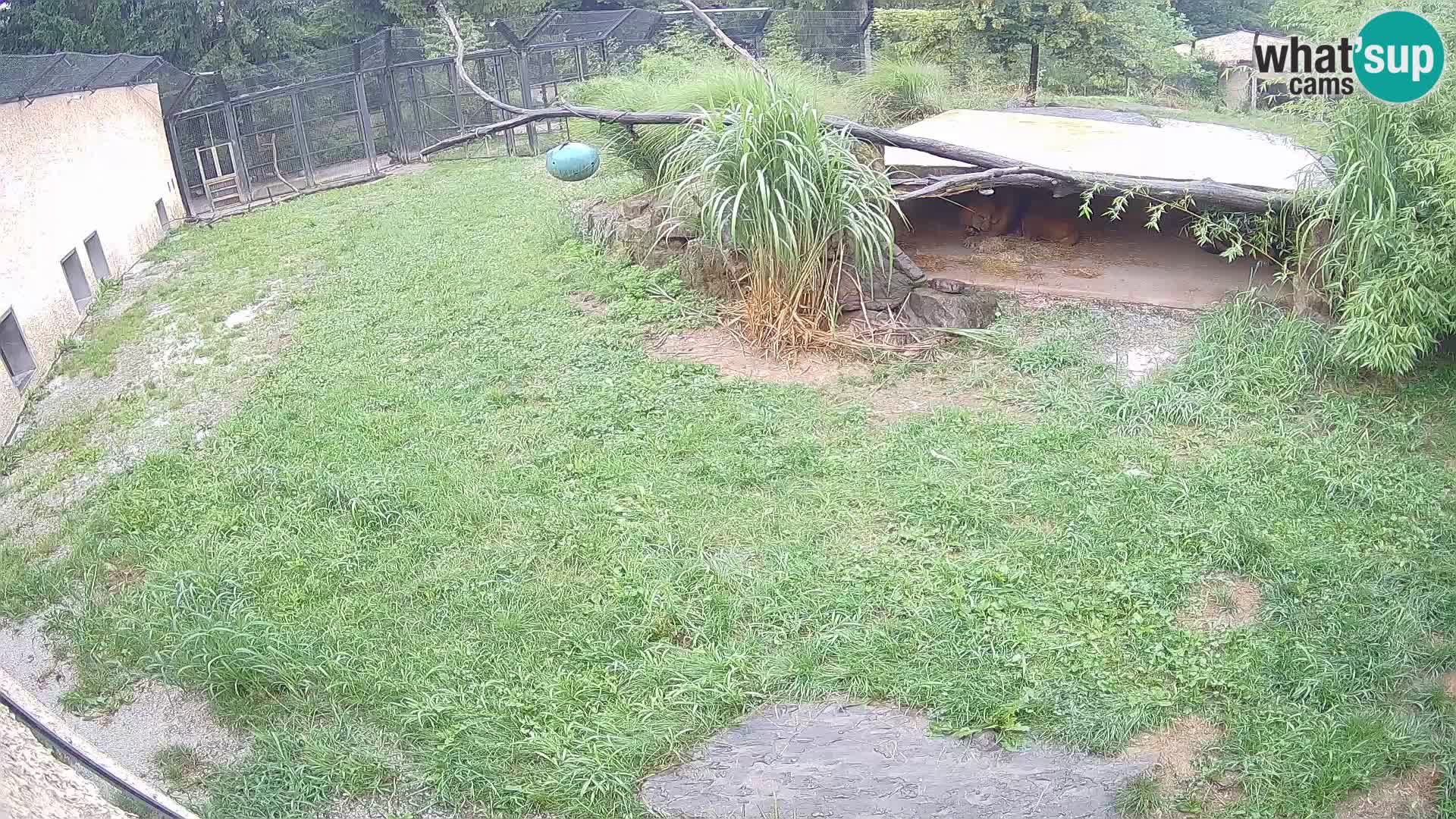 LEONE live Webcam nello zoo di Lubiana – Slovenia