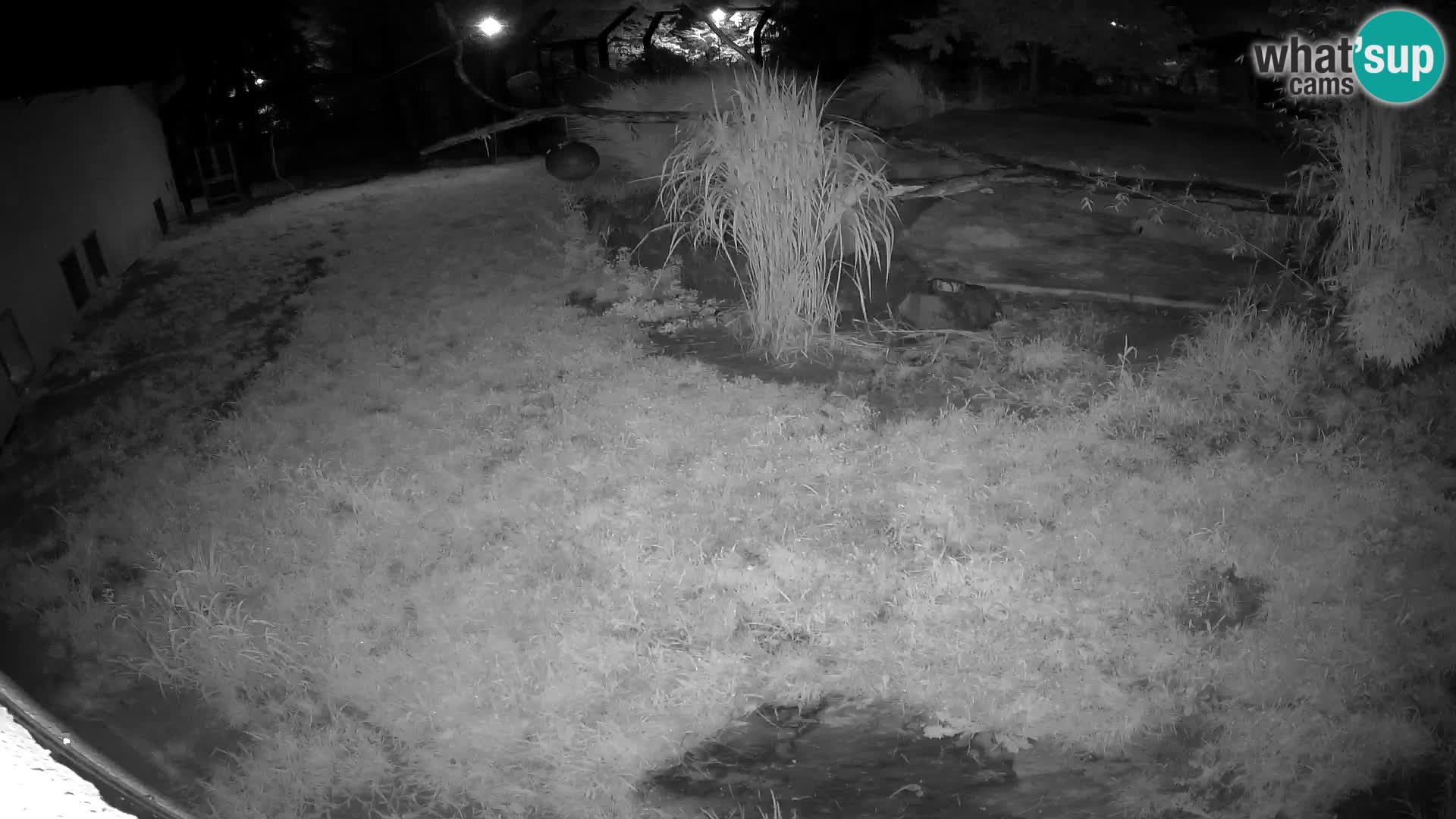 LION webcam en direct du zoo de Ljubljana – Slovénie