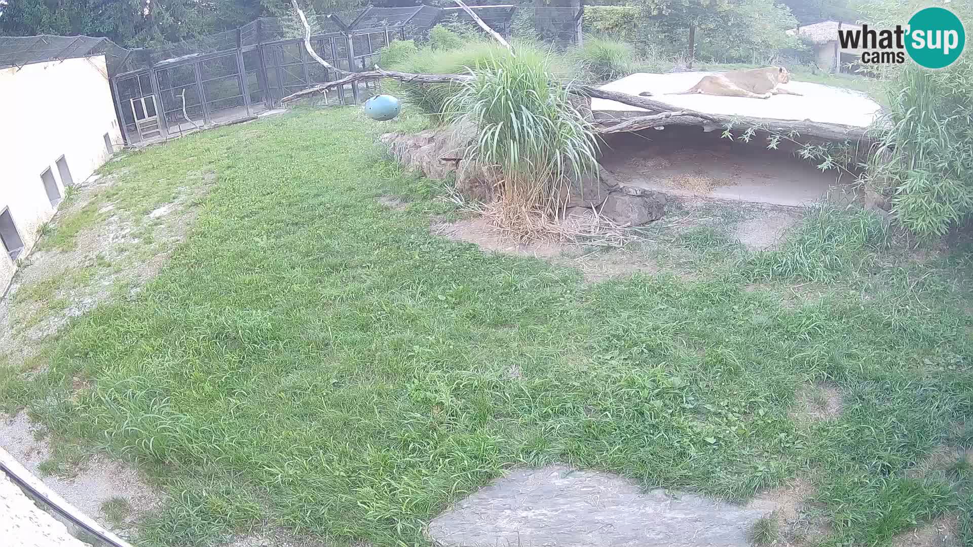 LION live Webcam in Ljubljana Zoo – Slovenia