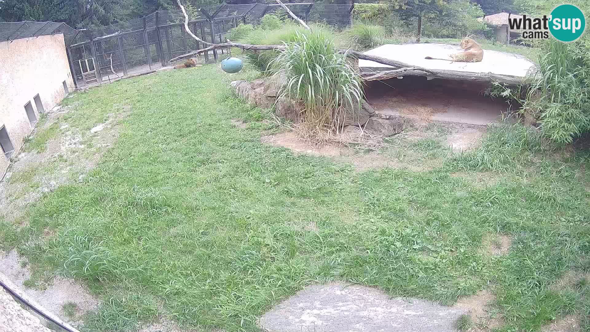 LION live Webcam in Ljubljana Zoo – Slovenia