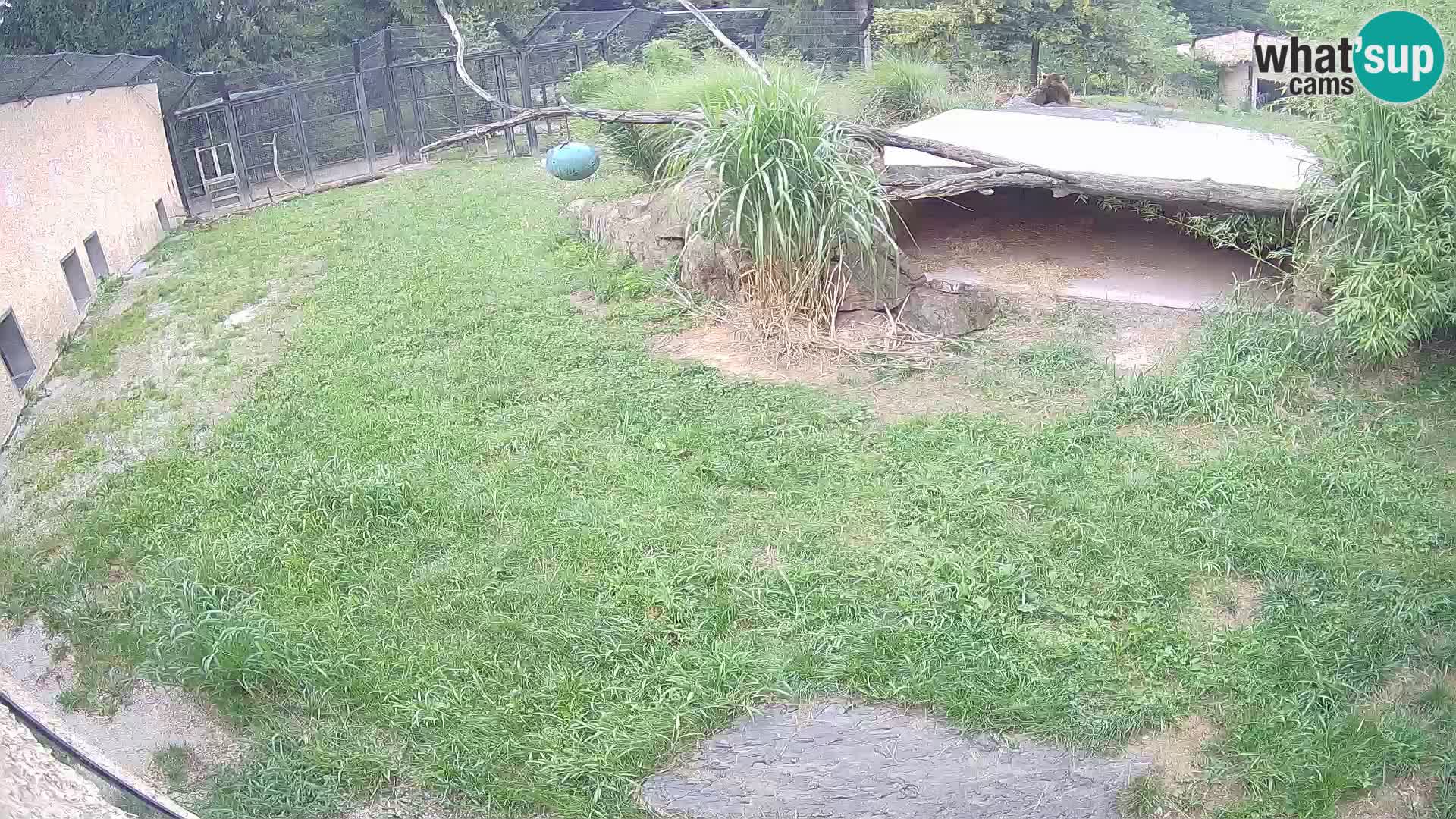 LION live Webcam in Ljubljana Zoo – Slovenia