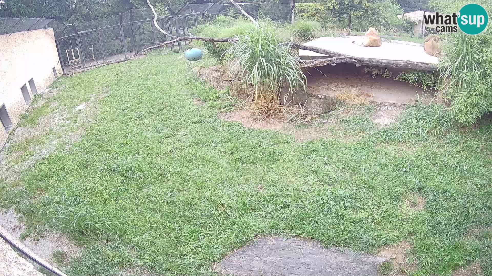 Löwe live Webcam im Zoo von Ljubljana – Slowenien