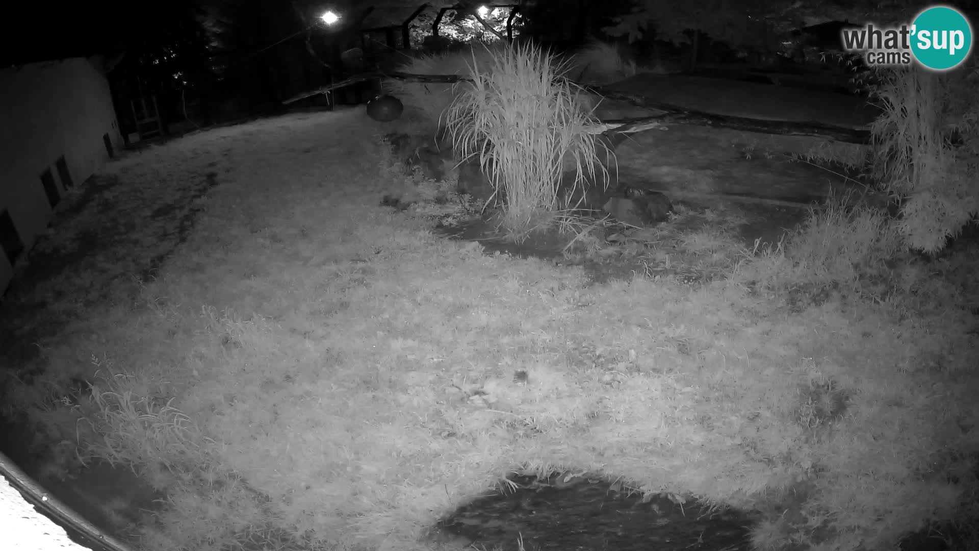 LION live Webcam in Ljubljana Zoo – Slovenia