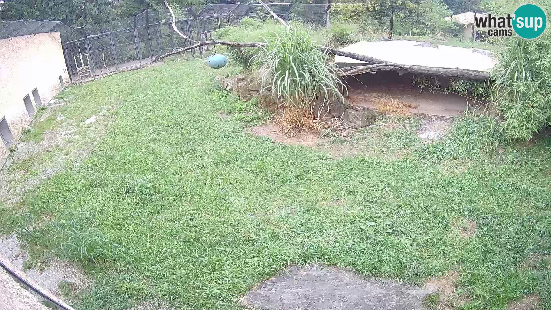 LION live Webcam in Ljubljana Zoo – Slovenia