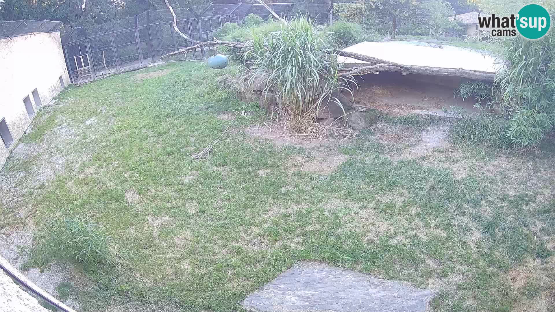 LEON Webcam en vivo en Ljubljana Zoo – Eslovenia
