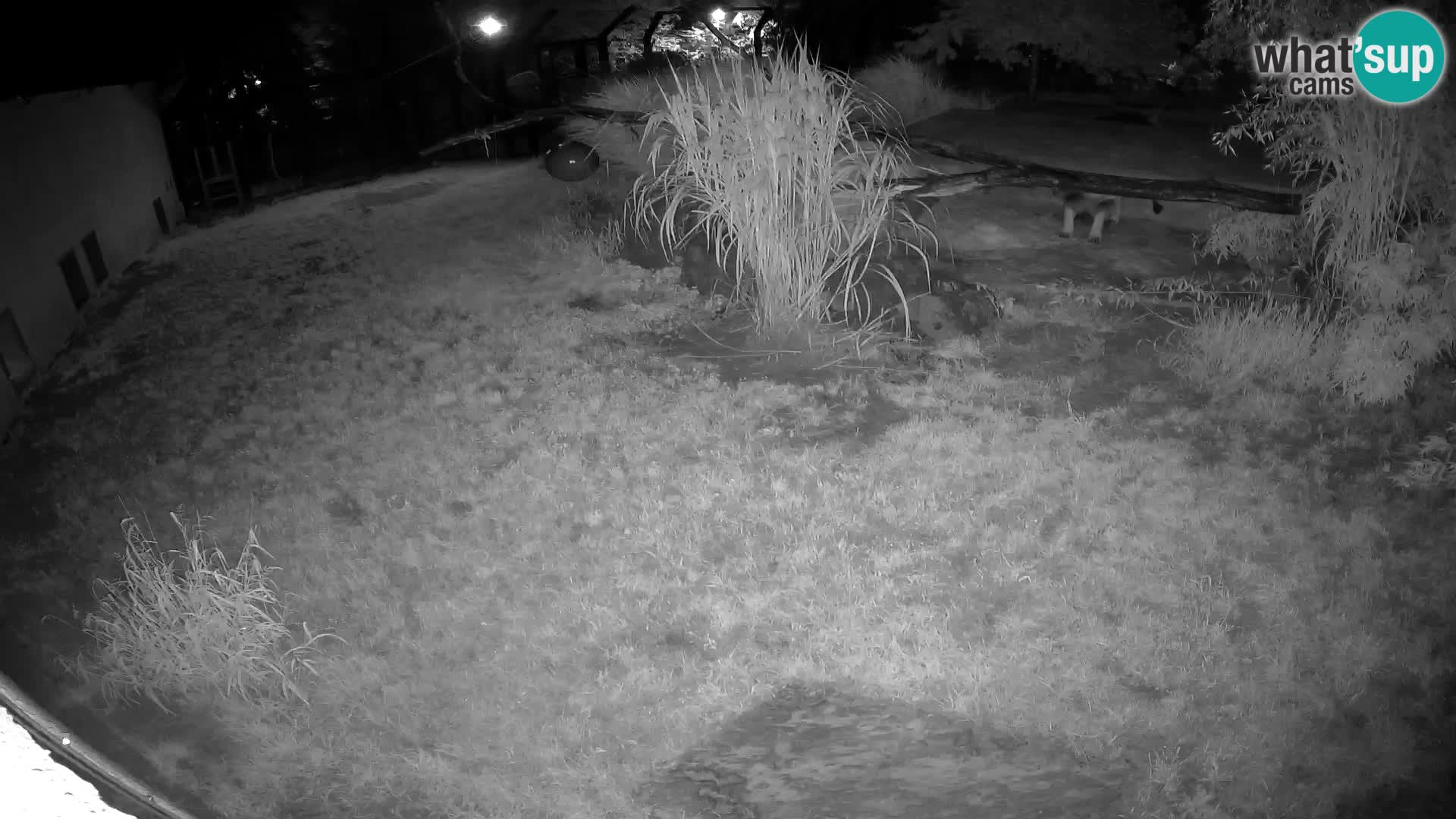 LION live Webcam in Ljubljana Zoo – Slovenia