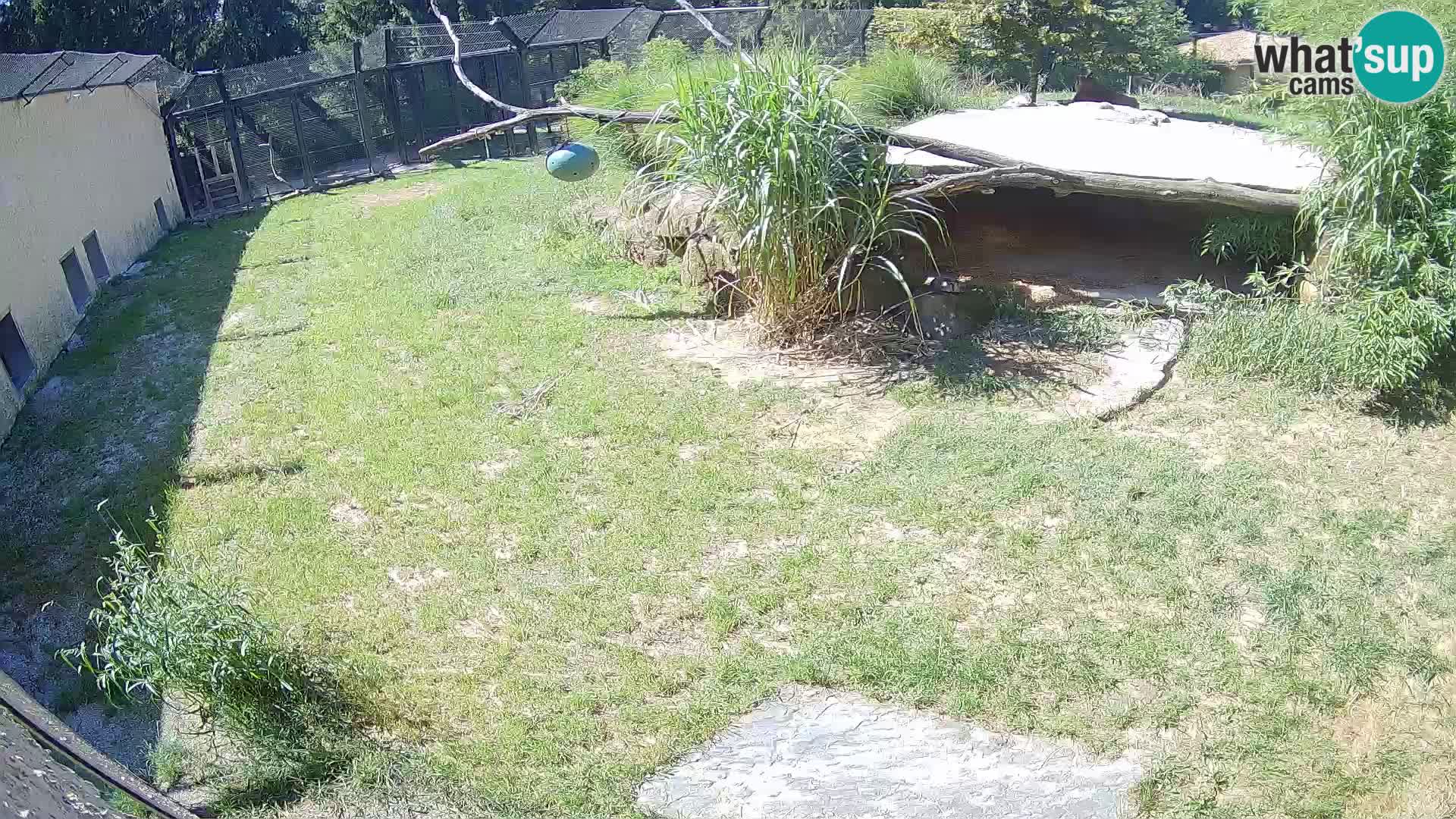 LION live Webcam in Ljubljana Zoo – Slovenia