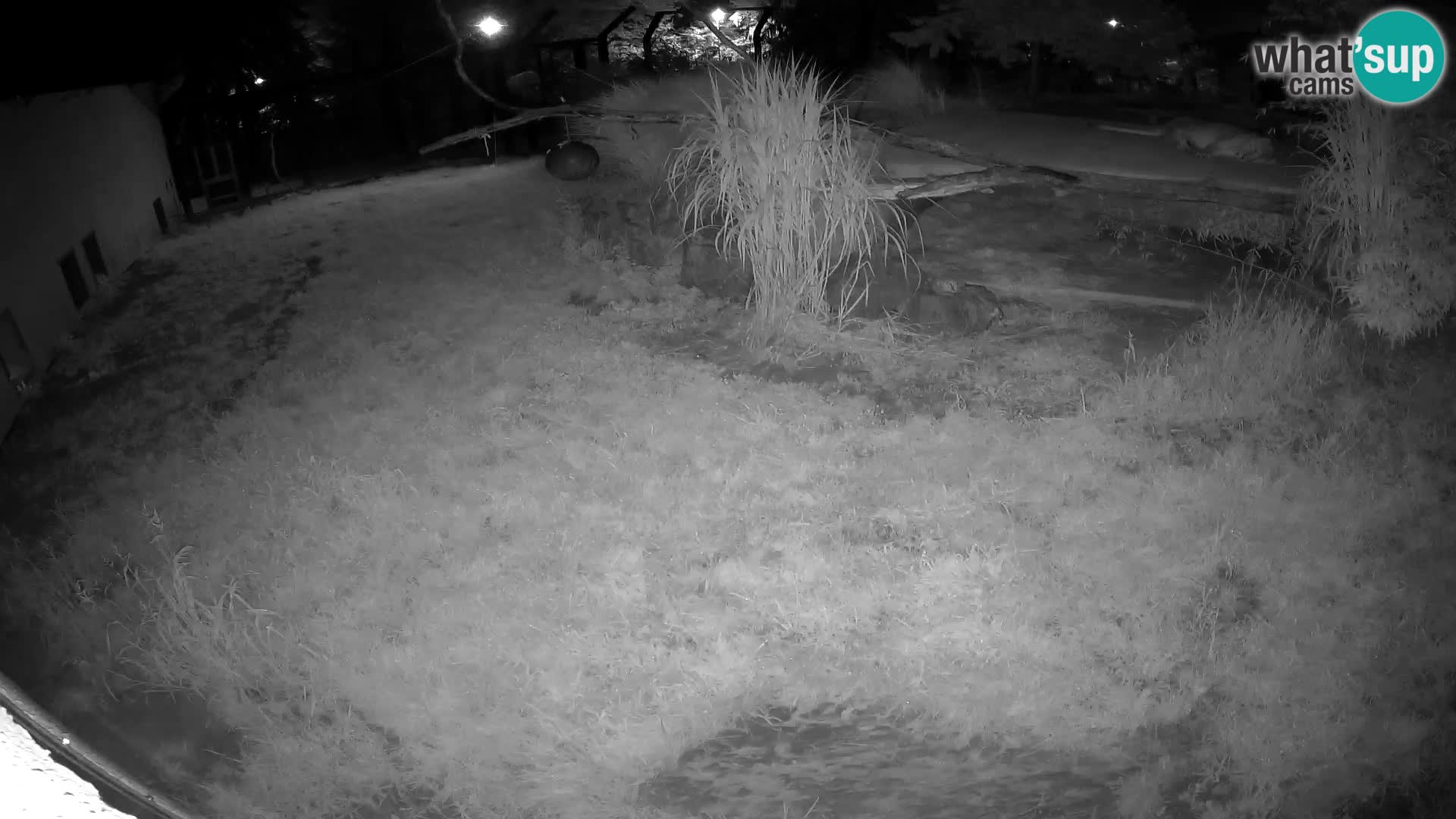 LION live Webcam in Ljubljana Zoo – Slovenia