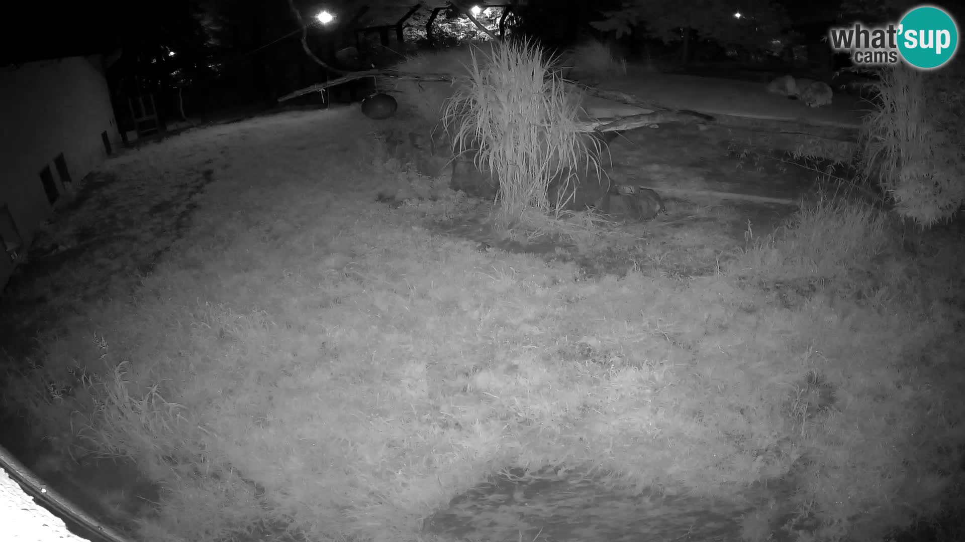 LION live Webcam in Ljubljana Zoo – Slovenia