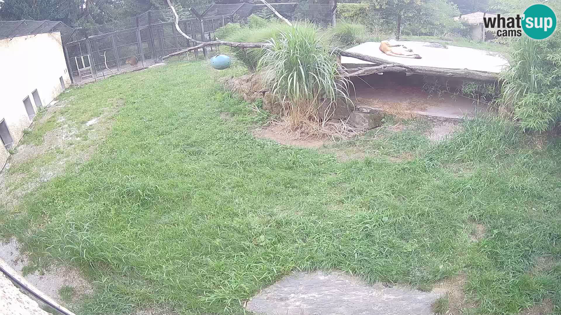 LION live Webcam in Ljubljana Zoo – Slovenia