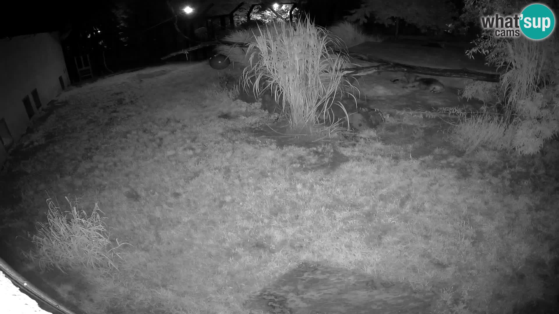 LION webcam en direct du zoo de Ljubljana – Slovénie