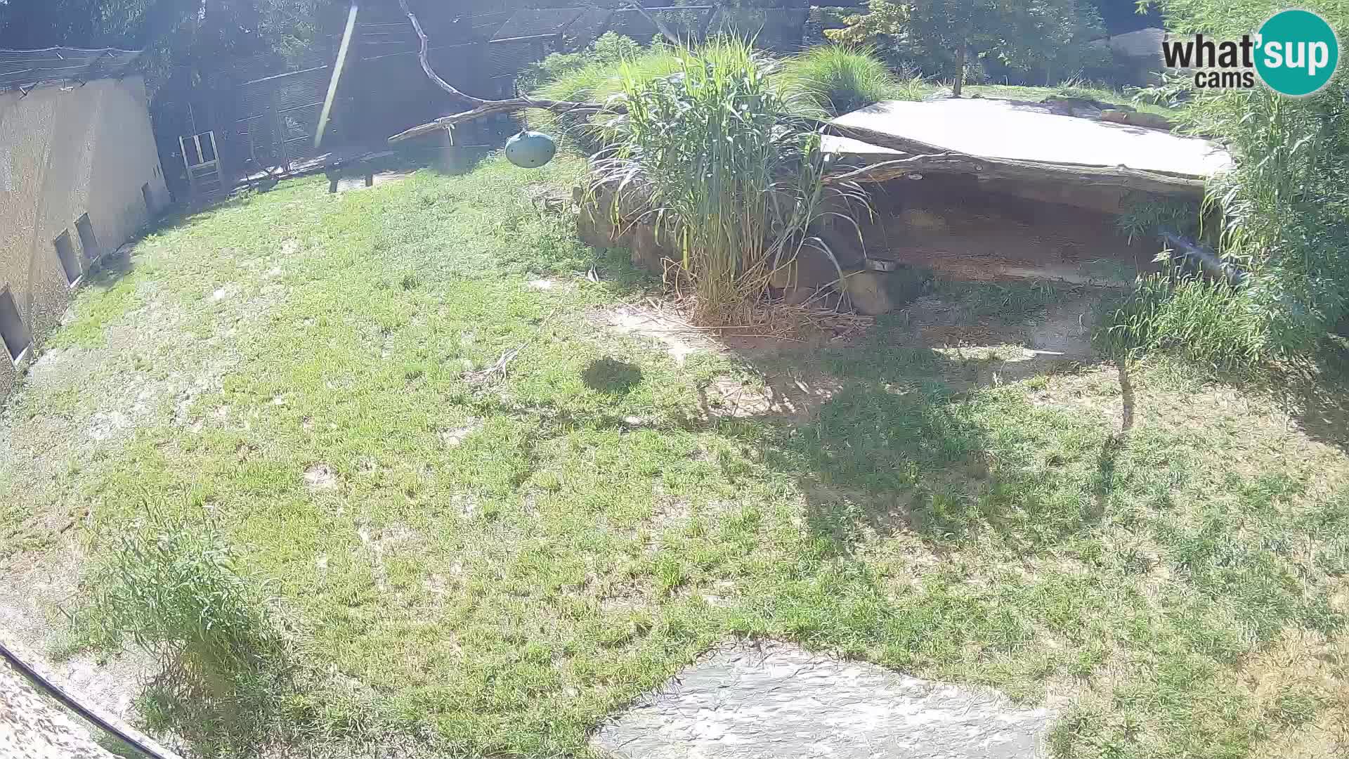 LEVI spletna kamera v živalskem vrtu Ljubljana Zoo