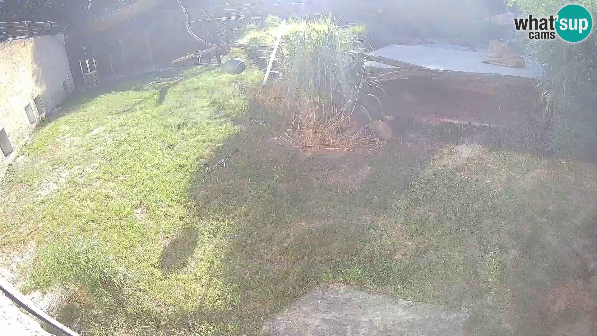 Löwe live Webcam im Zoo von Ljubljana – Slowenien