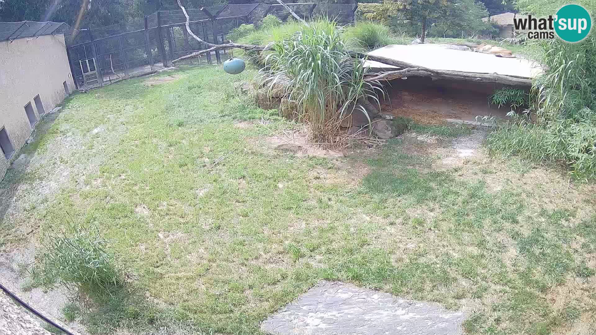 Löwe live Webcam im Zoo von Ljubljana – Slowenien