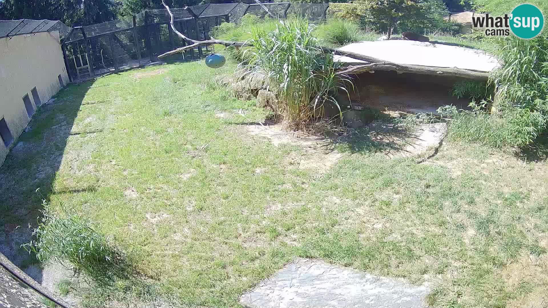 Lavovi web kamera uživo u ljubljanskom zoološkom vrtu – Slovenija