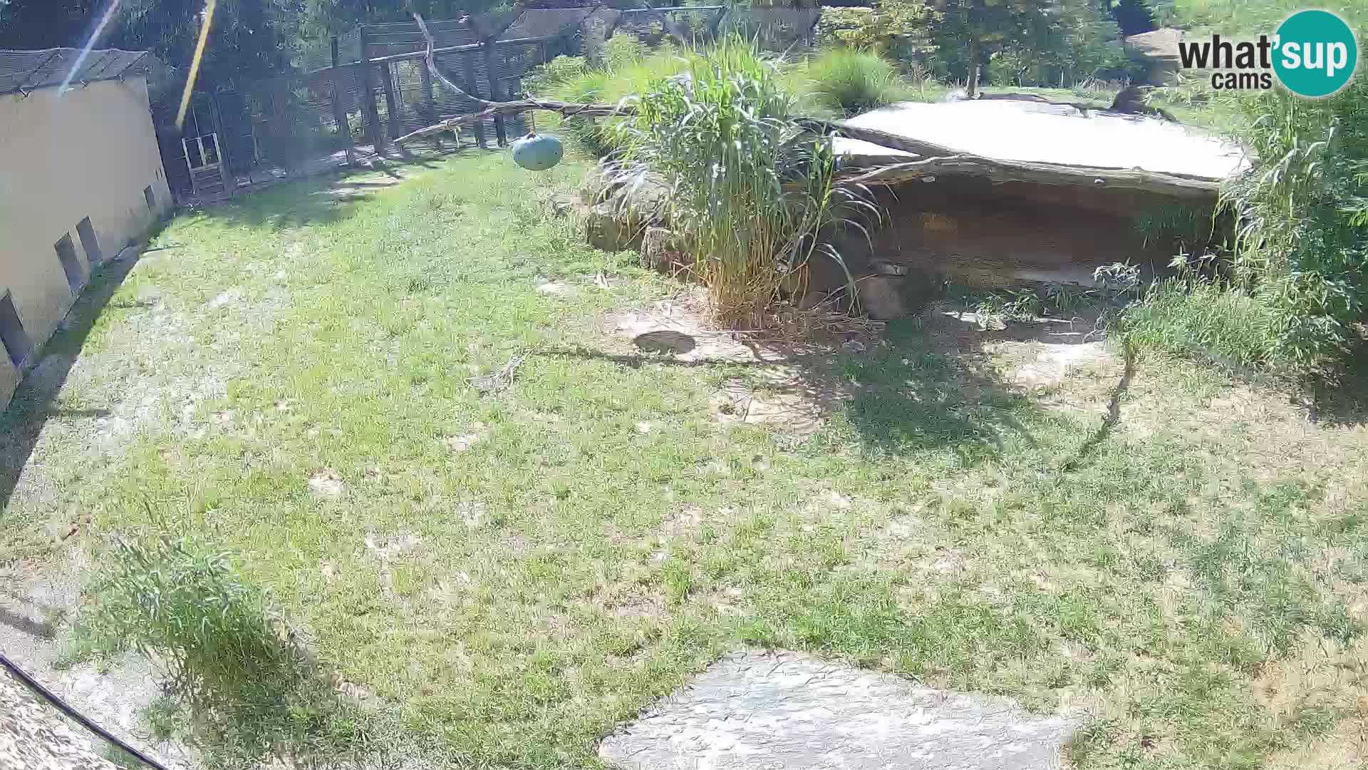 LION webcam en direct du zoo de Ljubljana – Slovénie