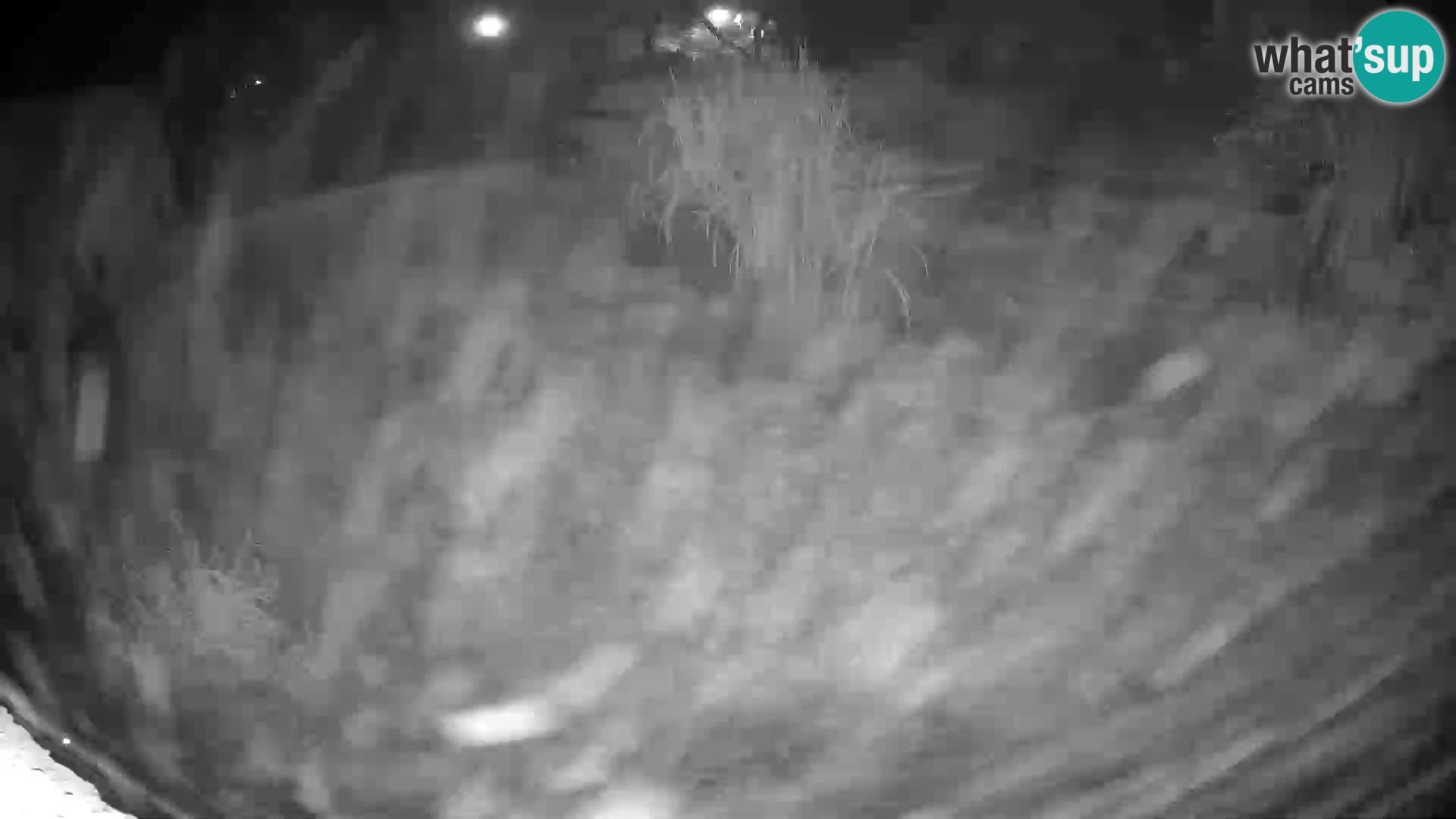 LION webcam en direct du zoo de Ljubljana – Slovénie