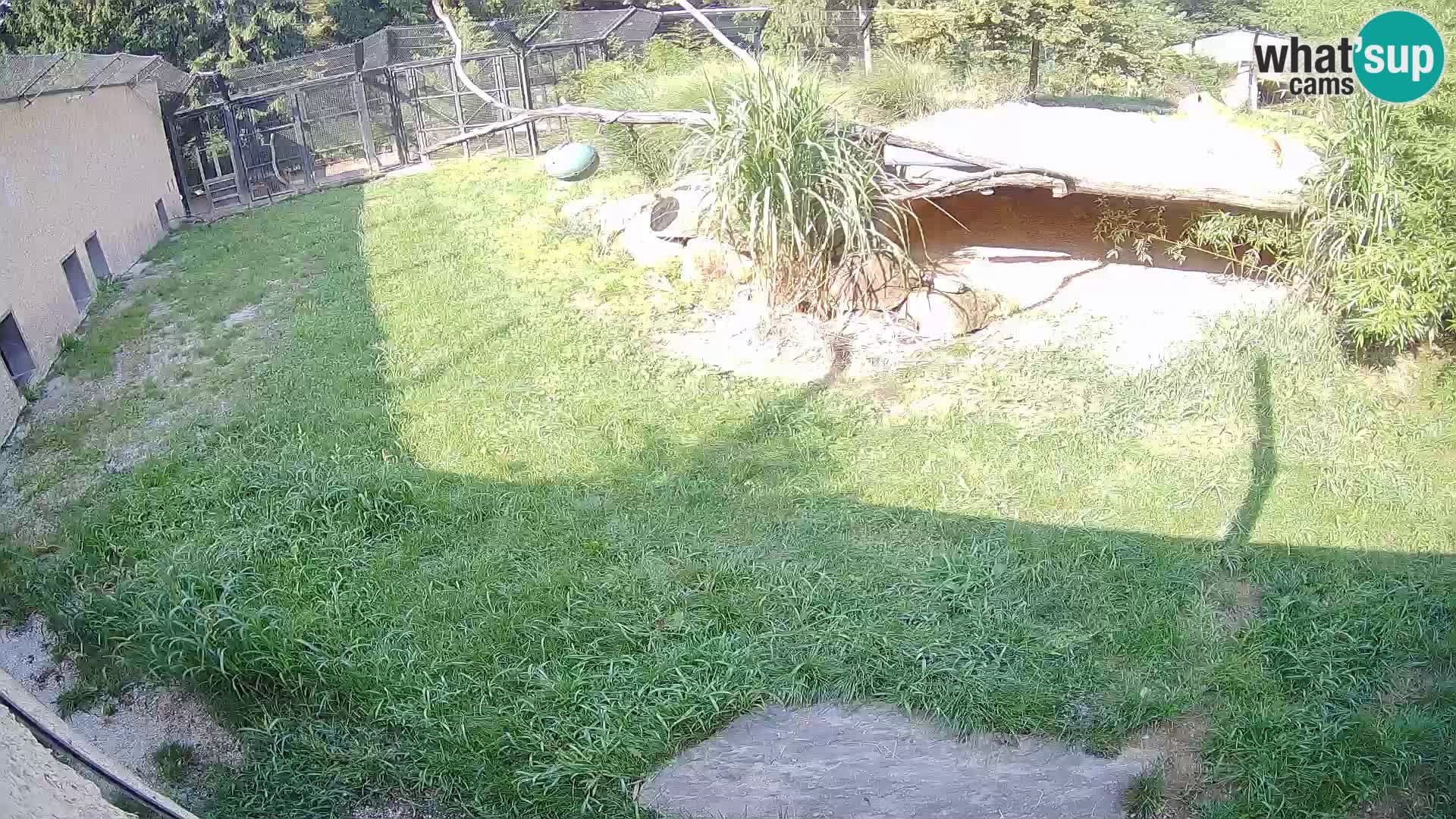 Lavovi web kamera uživo u ljubljanskom zoološkom vrtu – Slovenija
